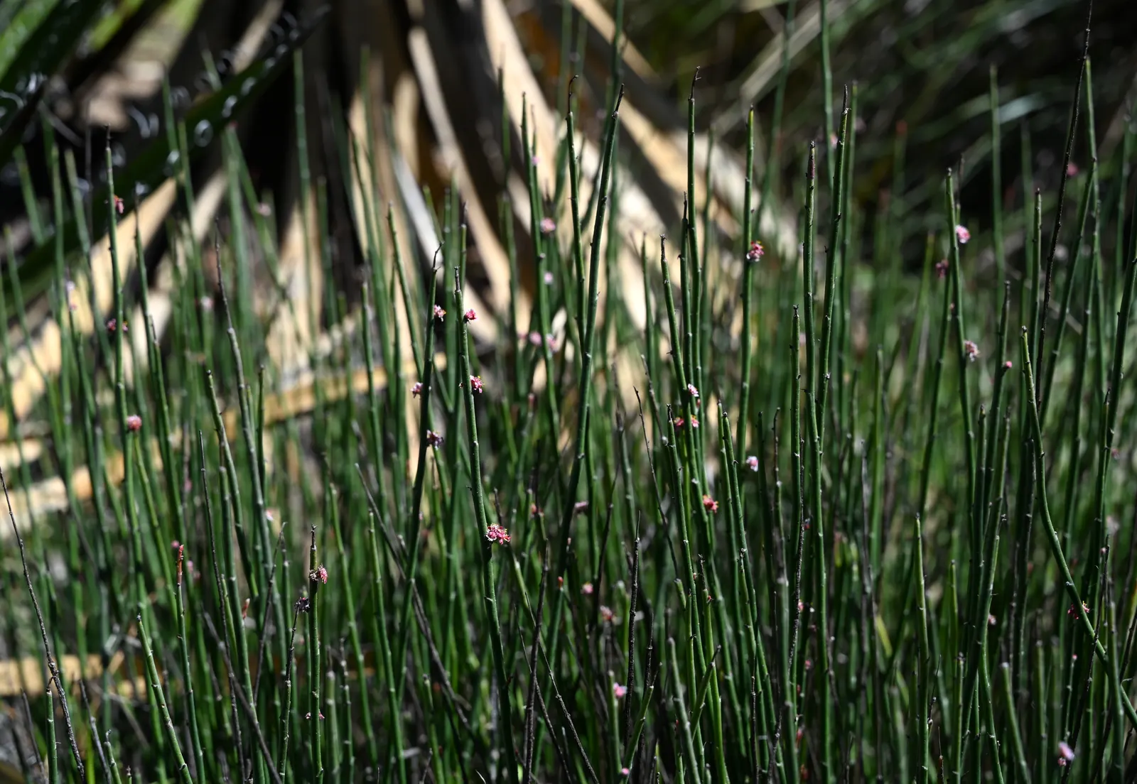 Candelilla, Wax Plant (Euphorbia Antisyphilitica) — often forming dense thickets