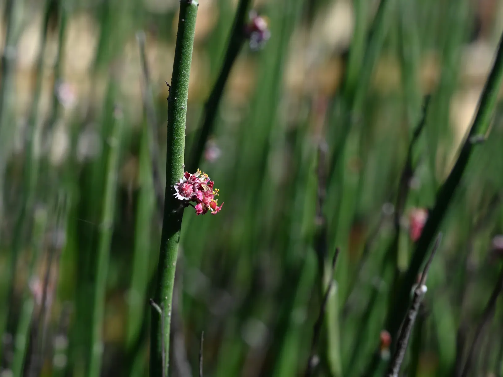 Candelilla, Wax Plant (Euphorbia Antisyphilitica) — greenish to blue-green stems give the plant a brush-like appearance
