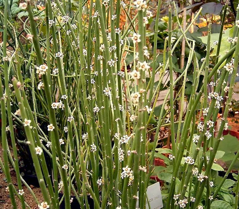 Candelilla, Wax Plant (Euphorbia Antisyphilitica) — commonly referred to as Candelilla or Wax Plant