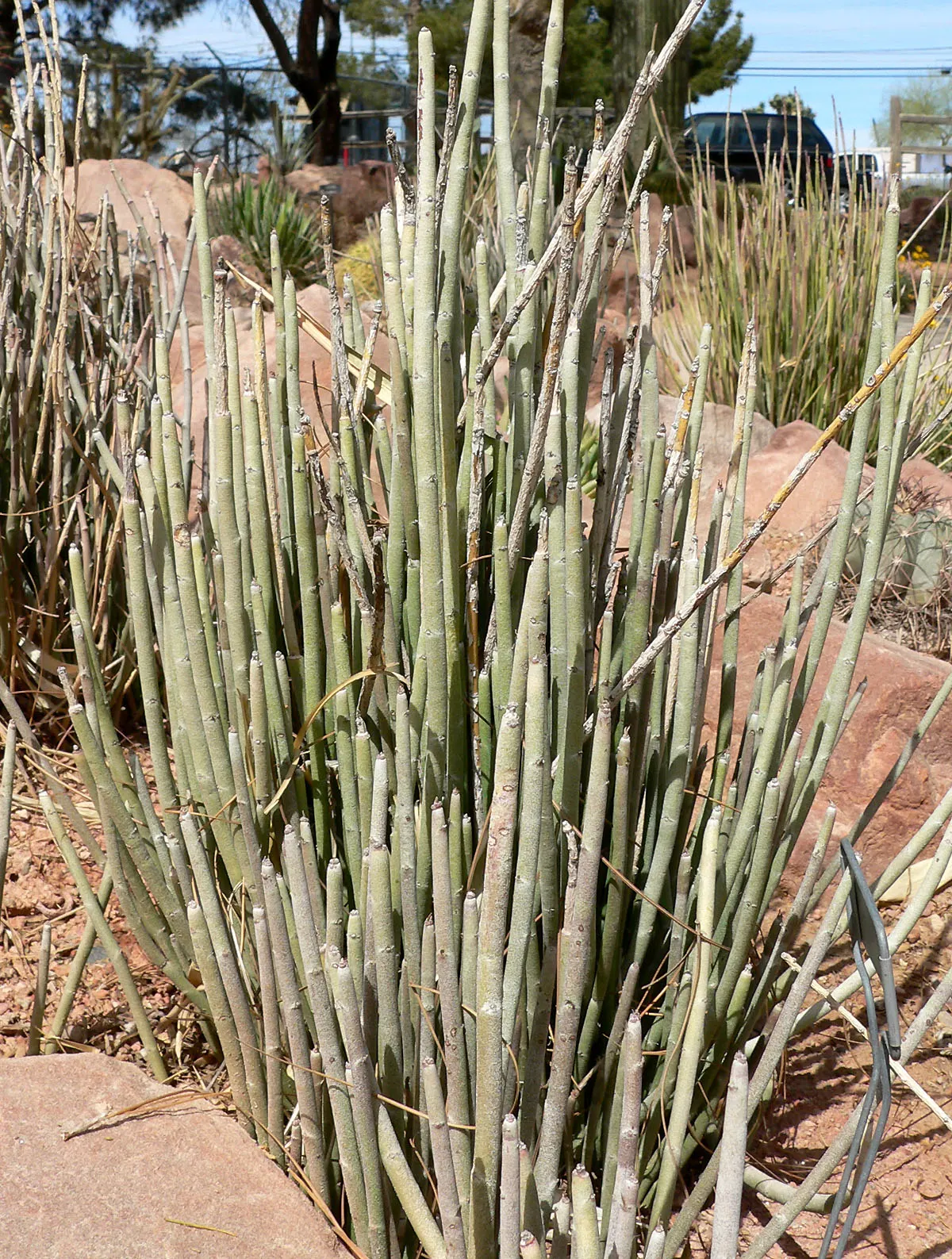 Candelilla, Wax Plant (Euphorbia Antisyphilitica) — pink and white flowers in the garden