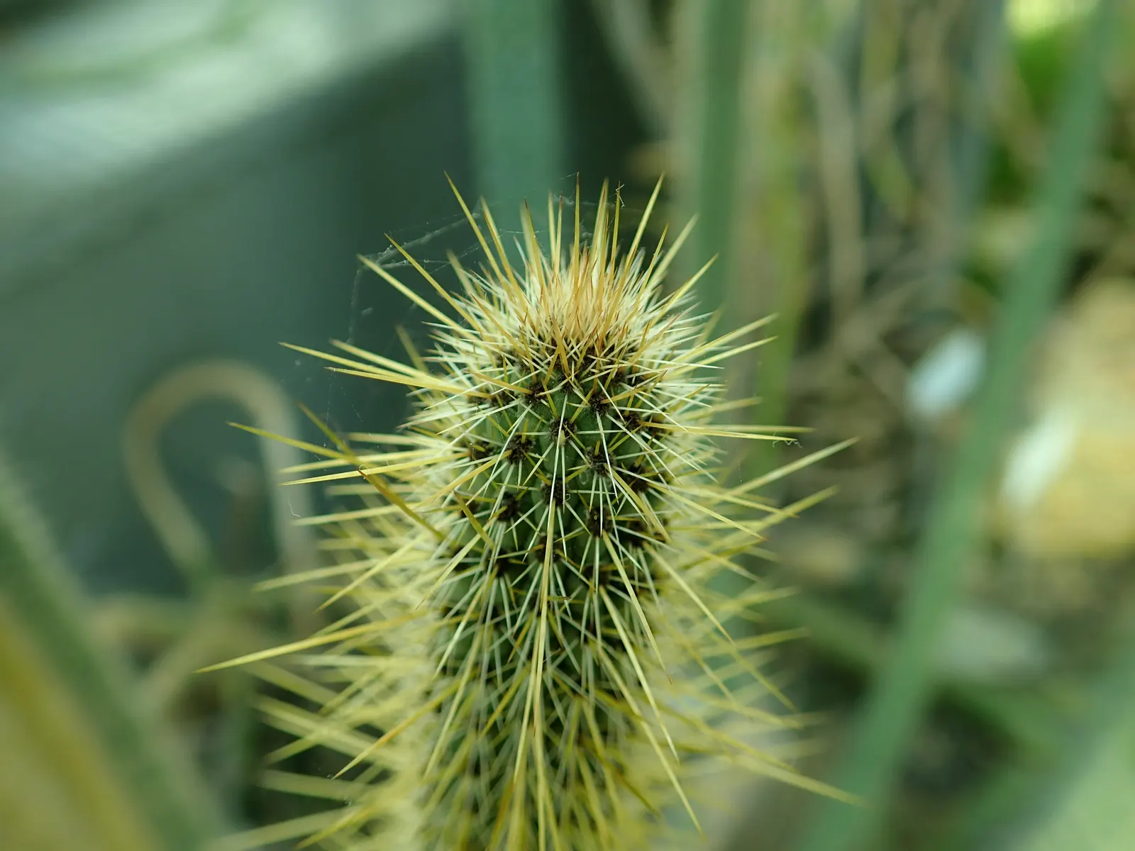 Candelilla, Wax Plant (Euphorbia Antisyphilitica) — Candelilla's waxy coating is harvested for various uses
