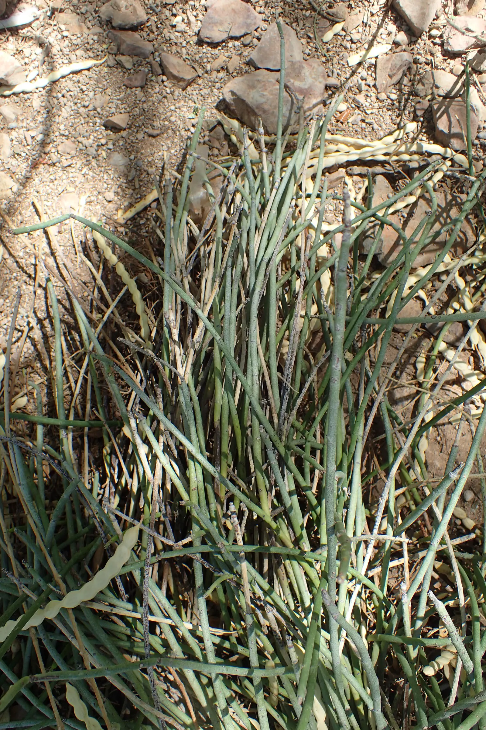 Candelilla, Wax Plant (Euphorbia Antisyphilitica) — This perennial shrub reaches 1-2 feet in height, thriving in full sun and well-draining soil