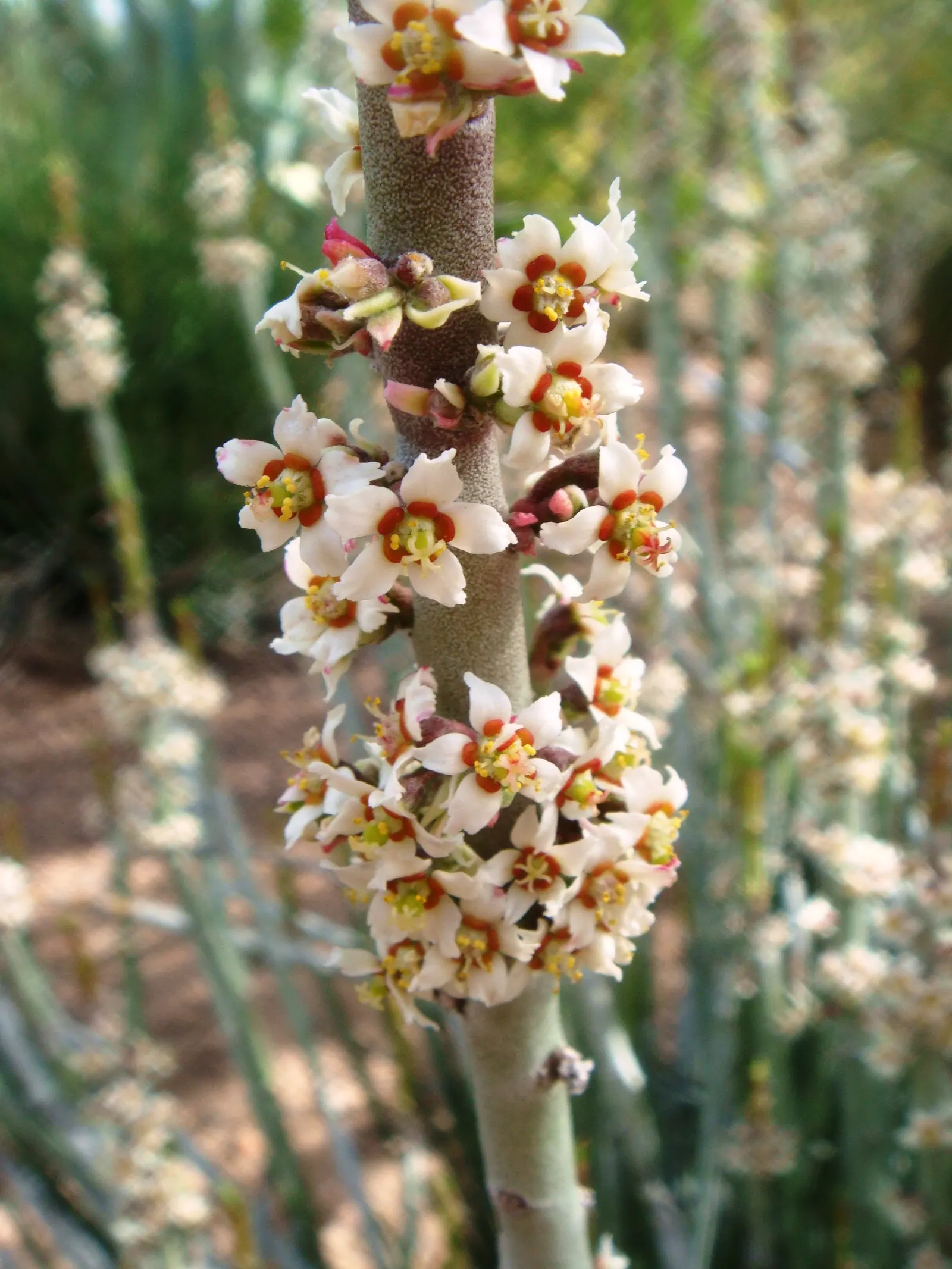Candelilla, Wax Plant (Euphorbia Antisyphilitica) — contributing to the aesthetic and sustainable aspects of any landscape design