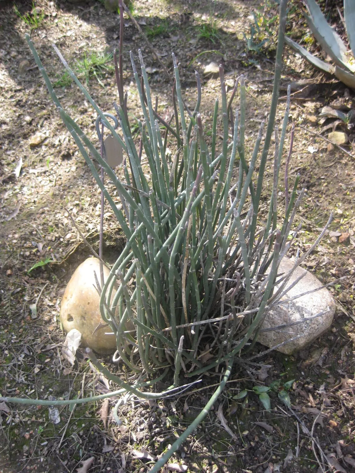 Candelilla, Wax Plant (Euphorbia Antisyphilitica) — perennial / succulent for full