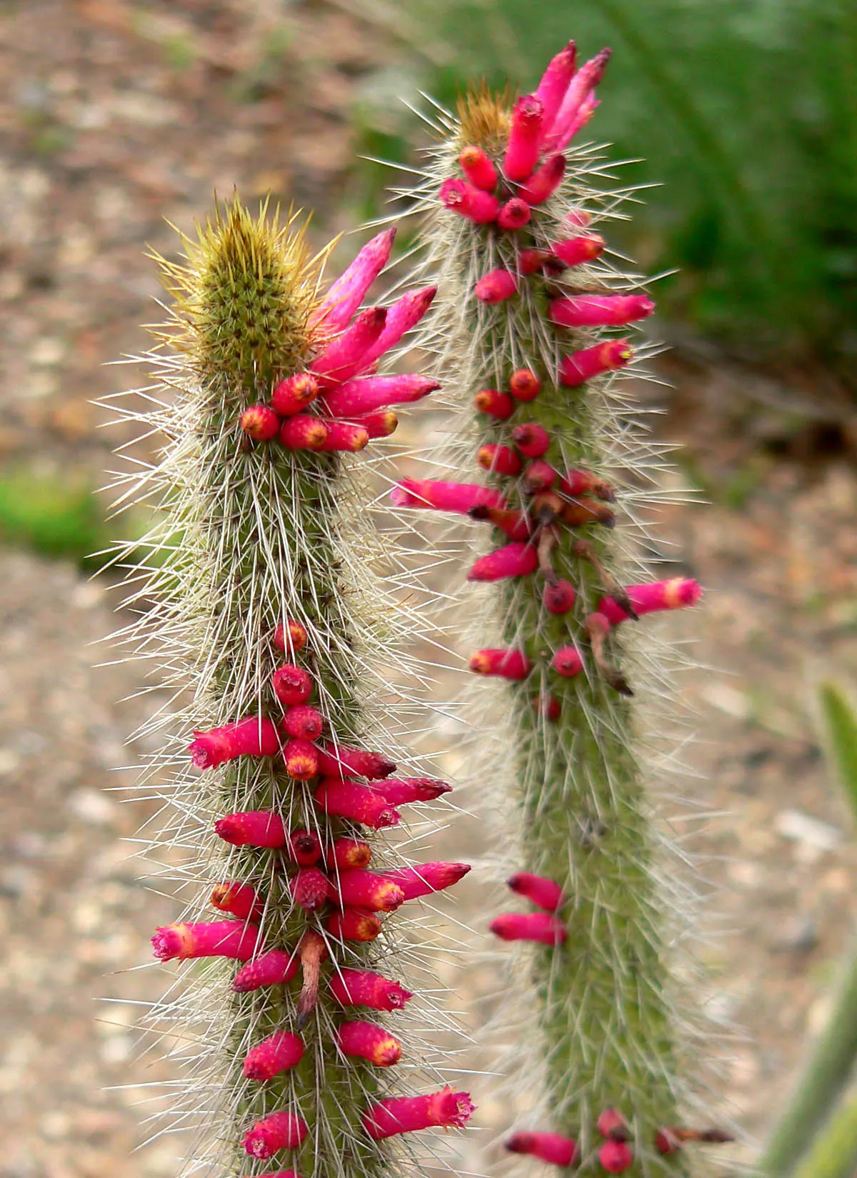 Candelilla, Wax Plant (Euphorbia Antisyphilitica) — often forming dense thickets; greenish to blue-green stems give the plant a brush-like appearance
