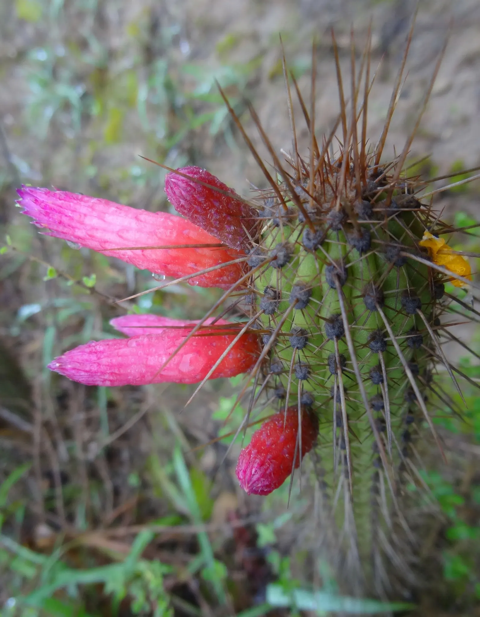 Candelilla, Wax Plant (Euphorbia Antisyphilitica) — commonly referred to as Candelilla or Wax Plant; with its resilience and minimal water needs