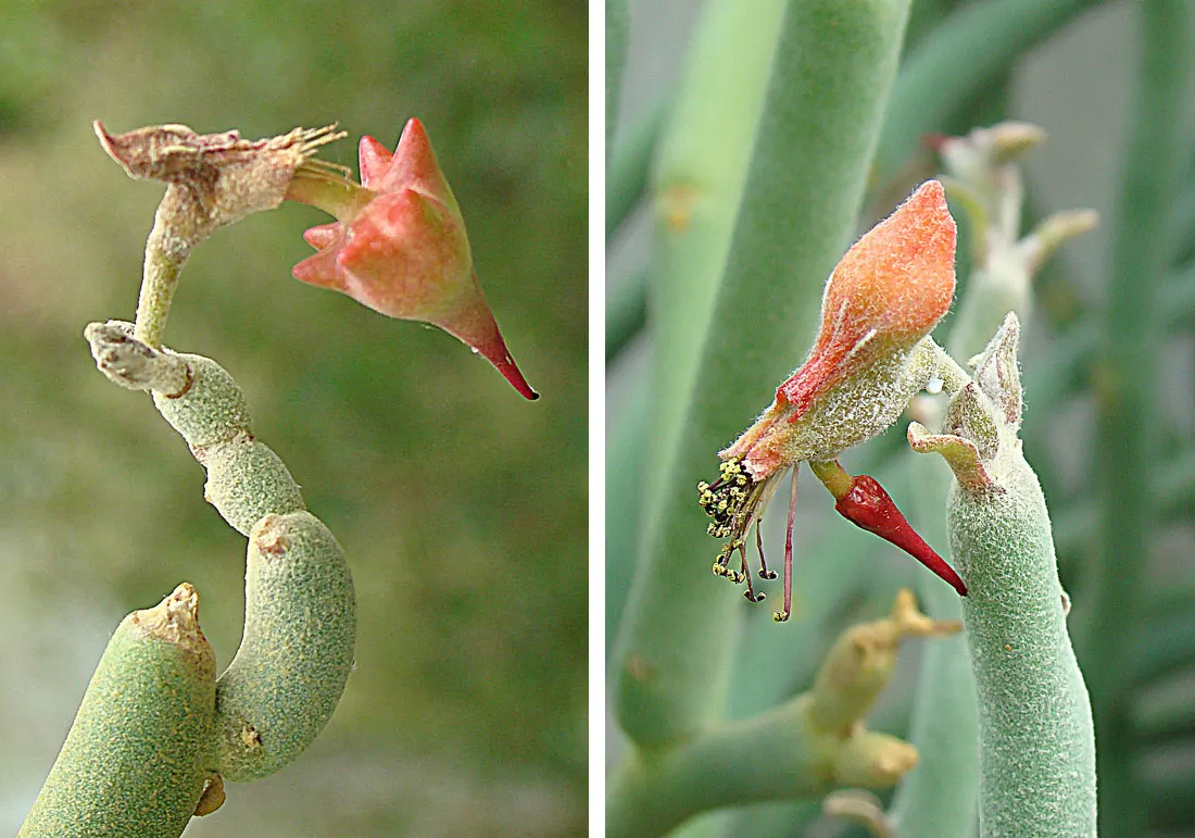 Candelilla, Wax Plant (Euphorbia Antisyphilitica) — It features slender, upright, wax-coated stems, which reduce water loss, and small, inconspicuous flowers