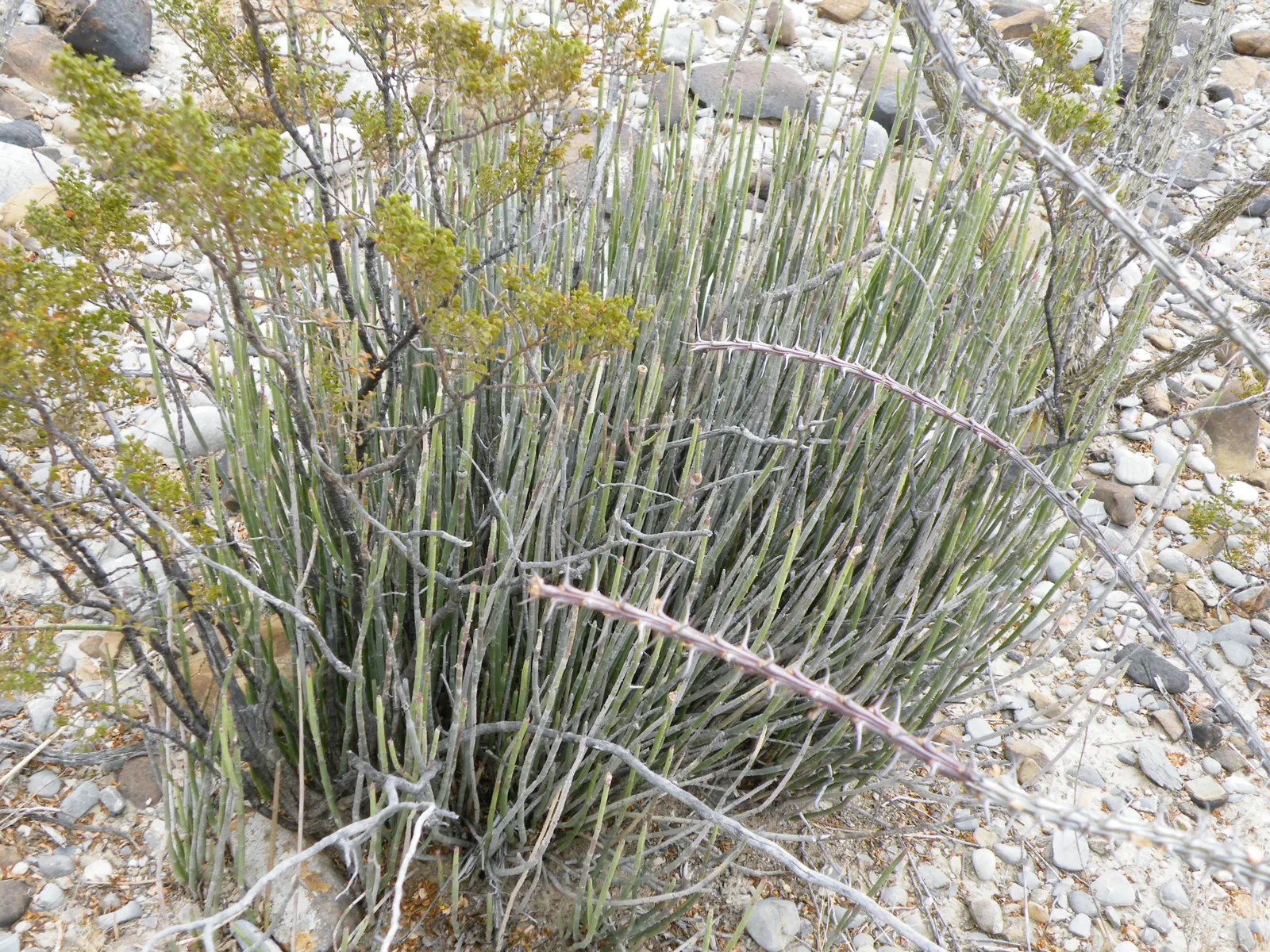 Candelilla, Wax Plant (Euphorbia Antisyphilitica) — With its resilience and minimal water needs