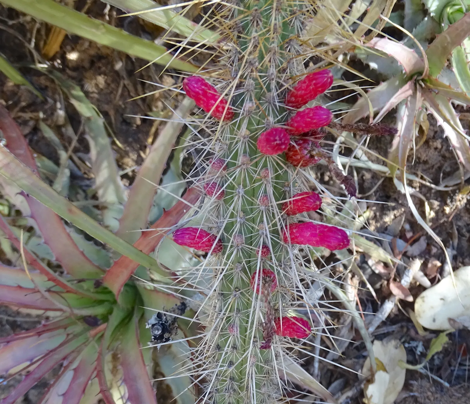 Candelilla, Wax Plant (Euphorbia Antisyphilitica) — Ideal for xeriscaping, it adds a unique, textural element to arid landscape designs; waxy coating on its