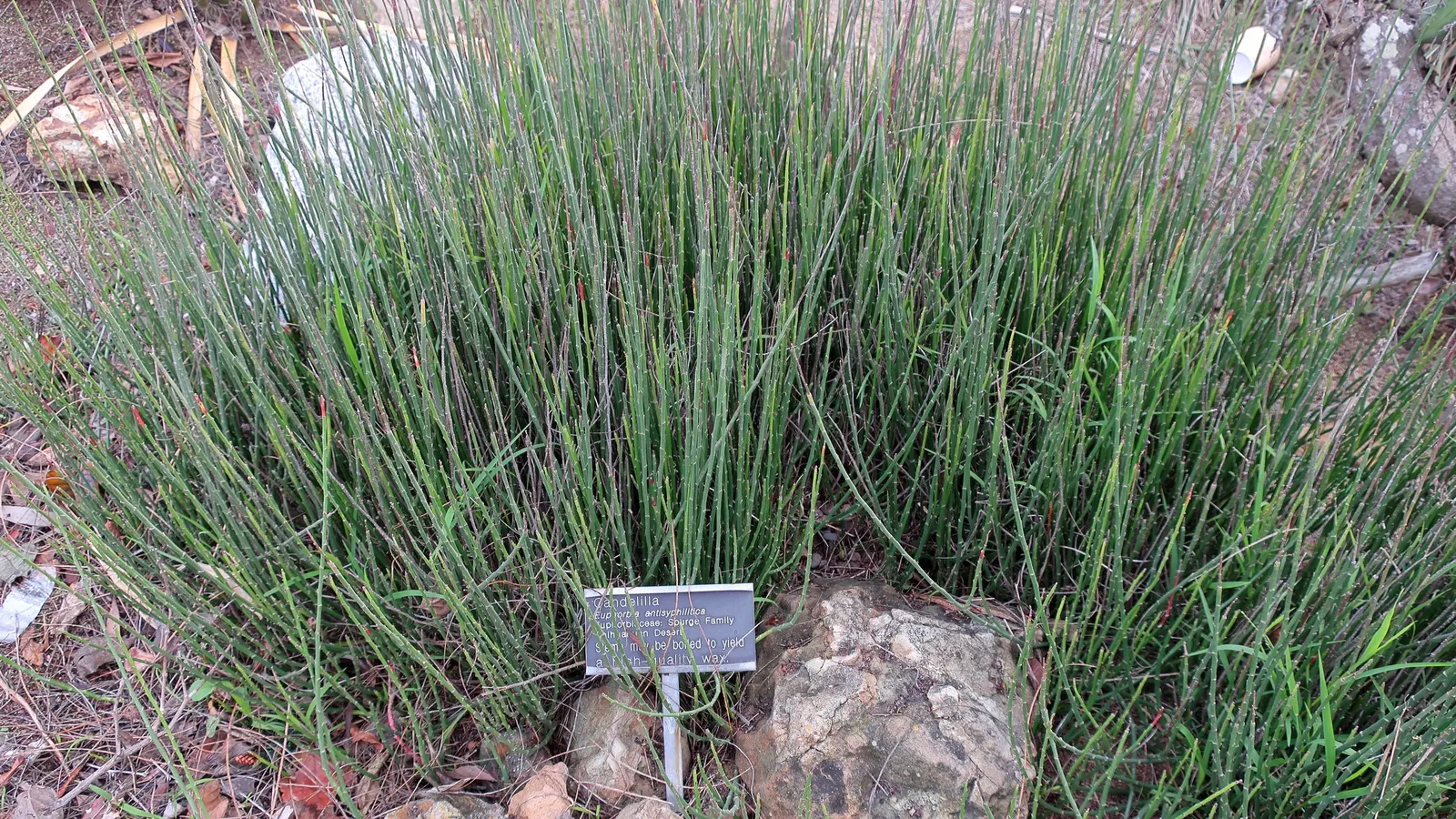 Candelilla, Wax Plant (Euphorbia Antisyphilitica) — Flowering from early spring to summer; often forming dense thickets