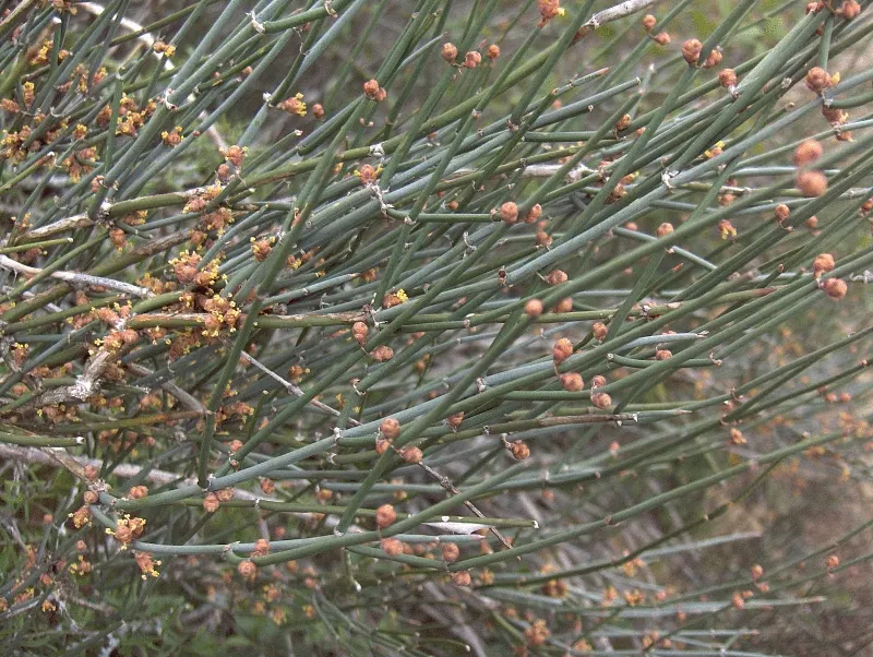 Candelilla, Wax Plant (Euphorbia Antisyphilitica) — greenish to blue-green stems give the plant a brush-like appearance; once established, Candelilla requires