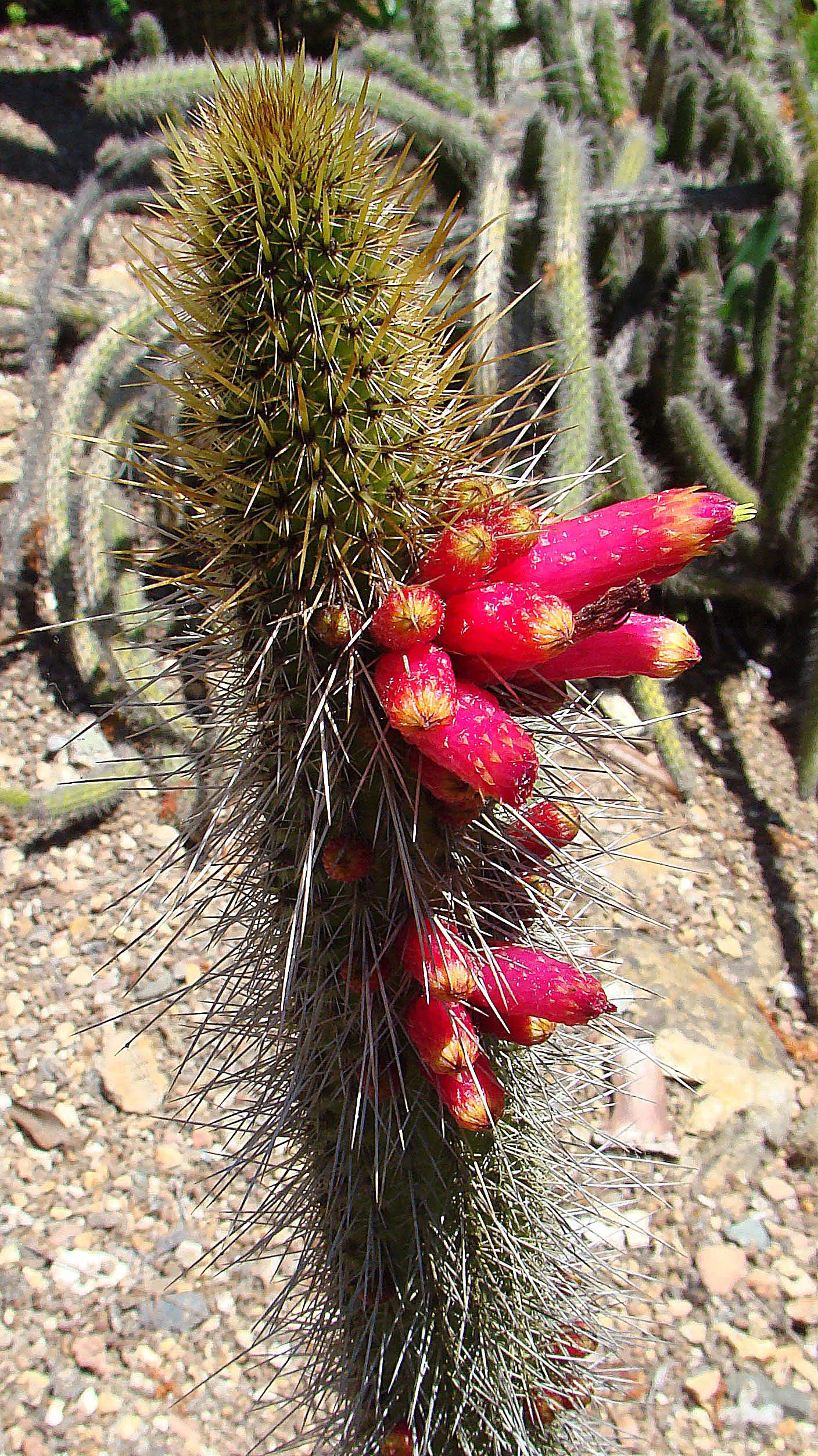 Candelilla, Wax Plant (Euphorbia Antisyphilitica) — perennial / succulent with pink and white blooms