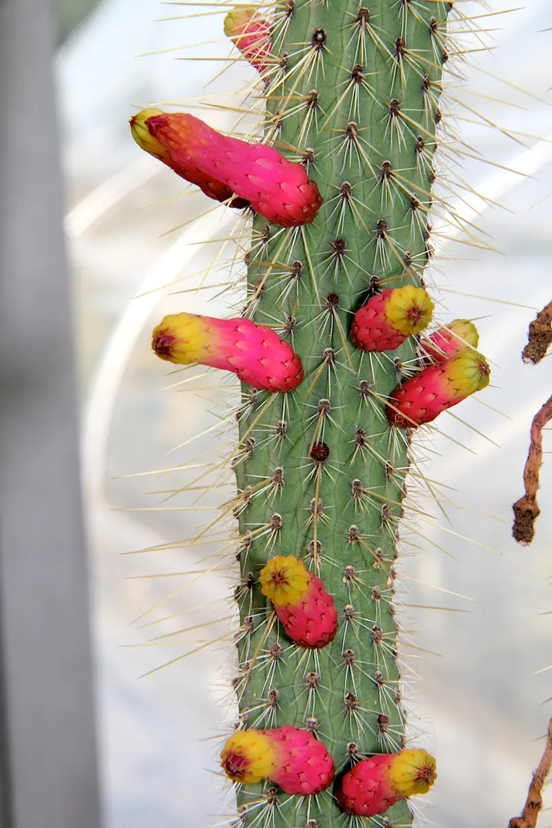 Candelilla, Wax Plant (Euphorbia Antisyphilitica) — is a drought-tolerant succulent native to the southwestern US and Mexico; candelilla's waxy coating is