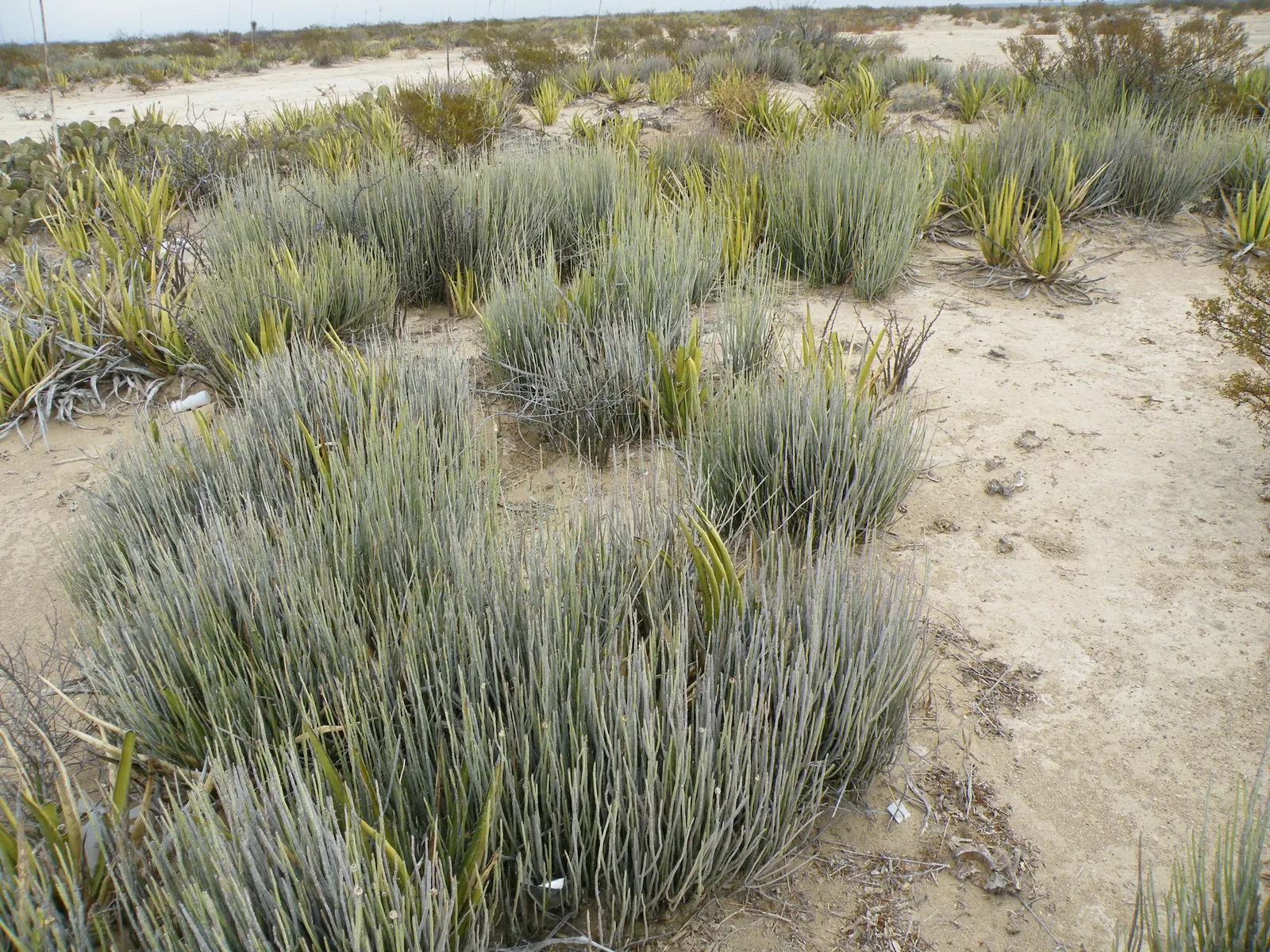 Candelilla, Wax Plant (Euphorbia Antisyphilitica) — the Candelilla is an eco-friendly addition
