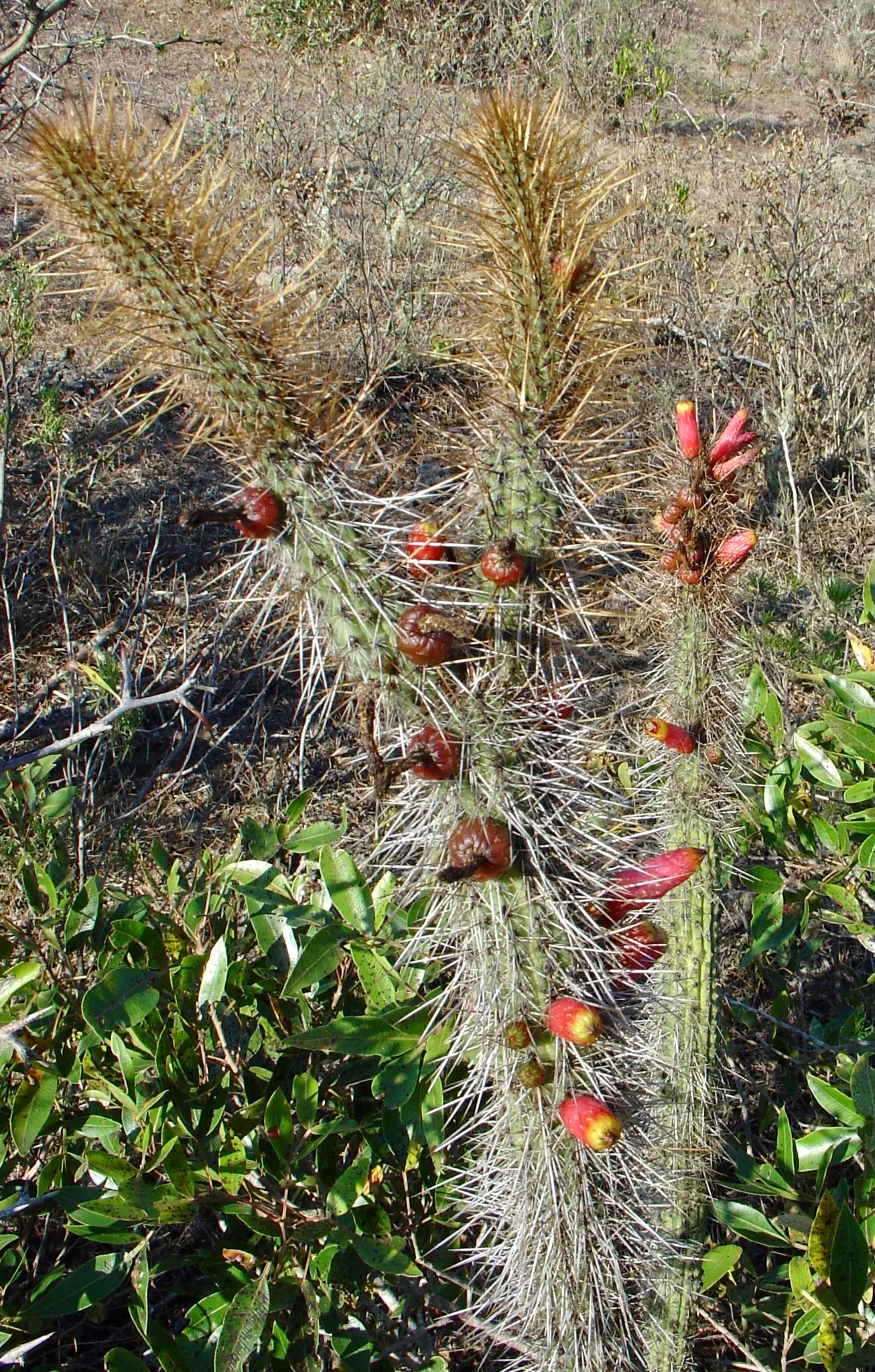 Candelilla, Wax Plant (Euphorbia Antisyphilitica) — is a drought-tolerant succulent native to the southwestern US and Mexico