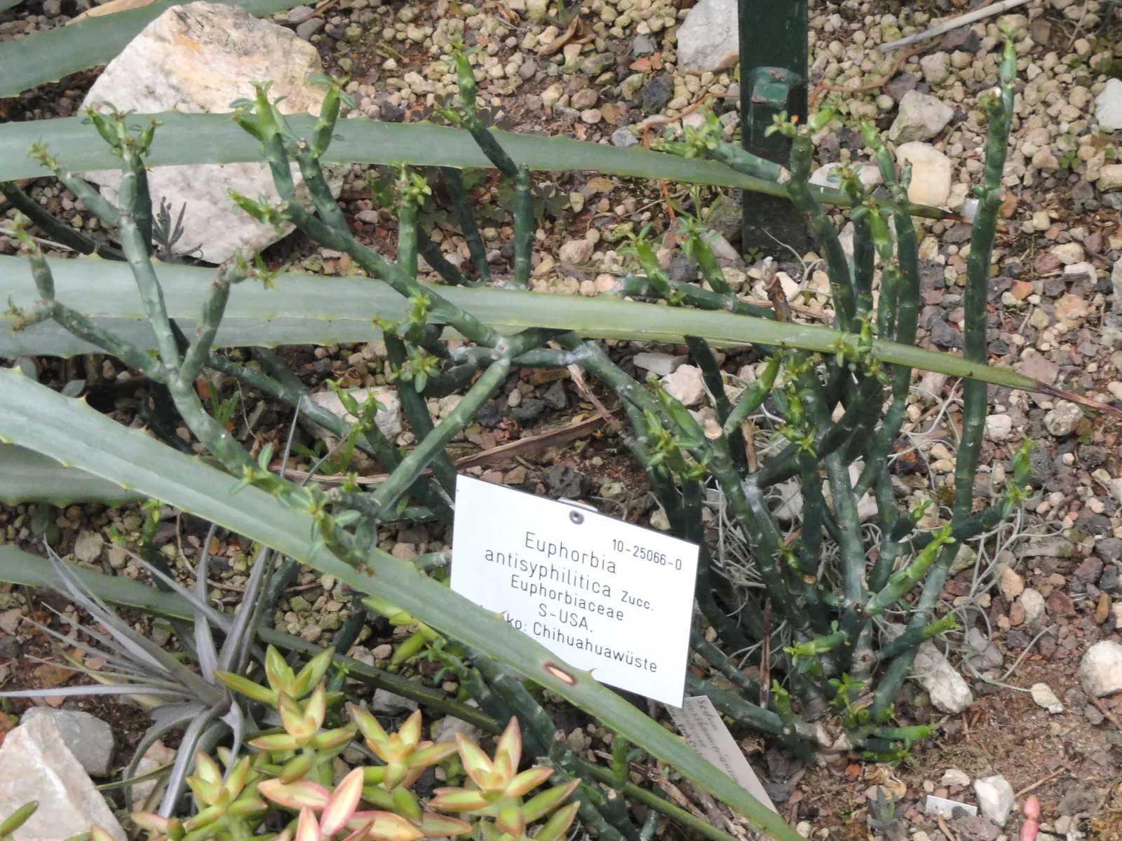 Candelilla, Wax Plant (Euphorbia Antisyphilitica) — is a perennial shrub native to the Chihuahuan Desert of the southwestern United States and, image 29