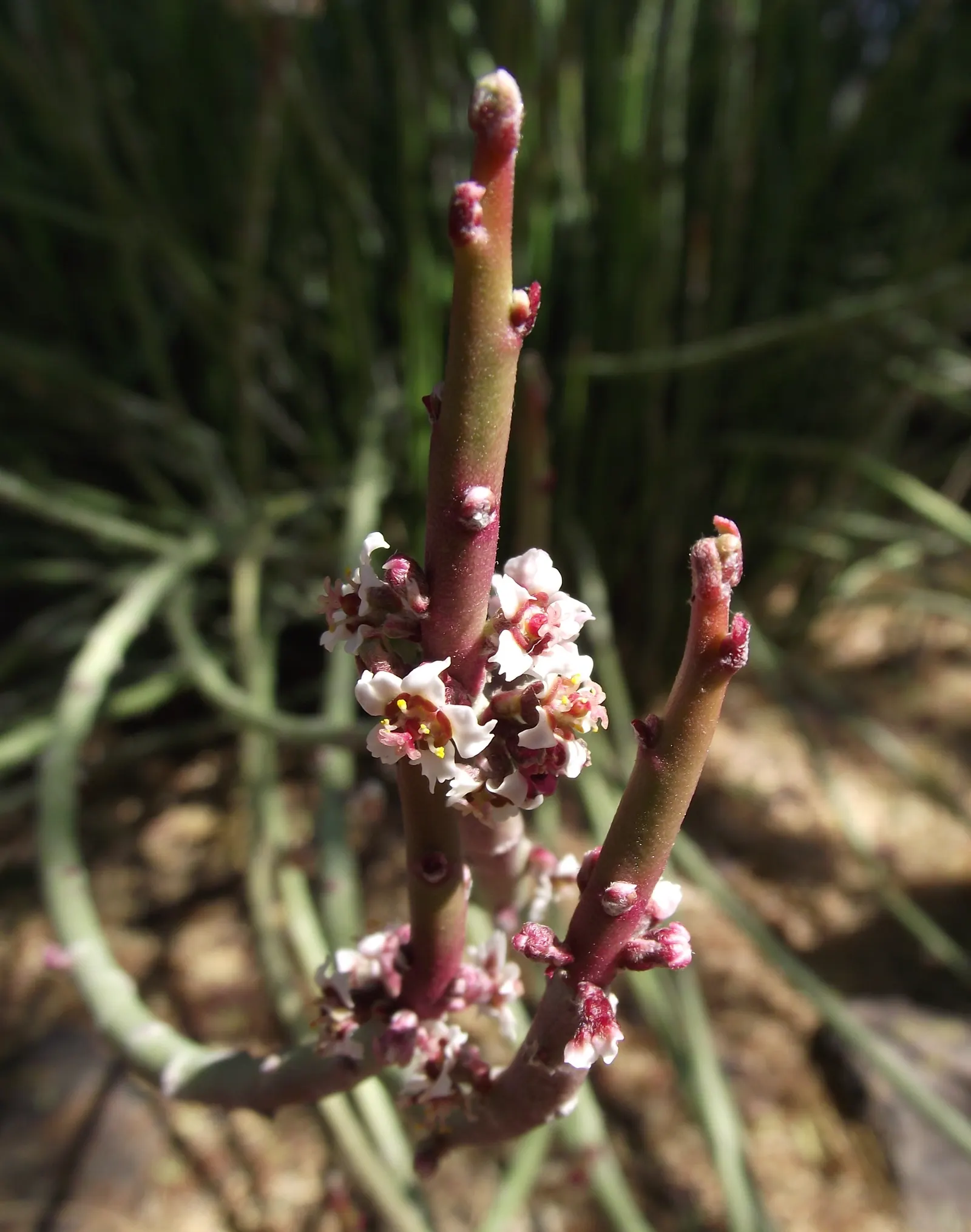 Candelilla, Wax Plant (Euphorbia Antisyphilitica) — which are often clustered at the stem tips.<br><br>When incorporating Candelilla into landscape, image 34
