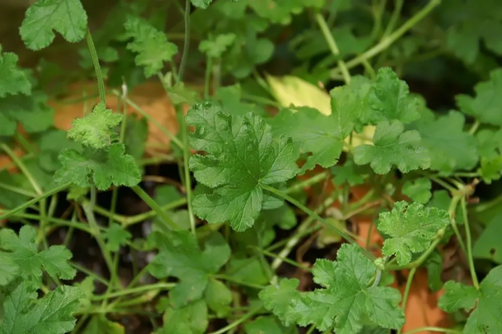 Scented Geranium (Pelargonium (Scented Types)) — while sparse blooms add a subtle splash of color