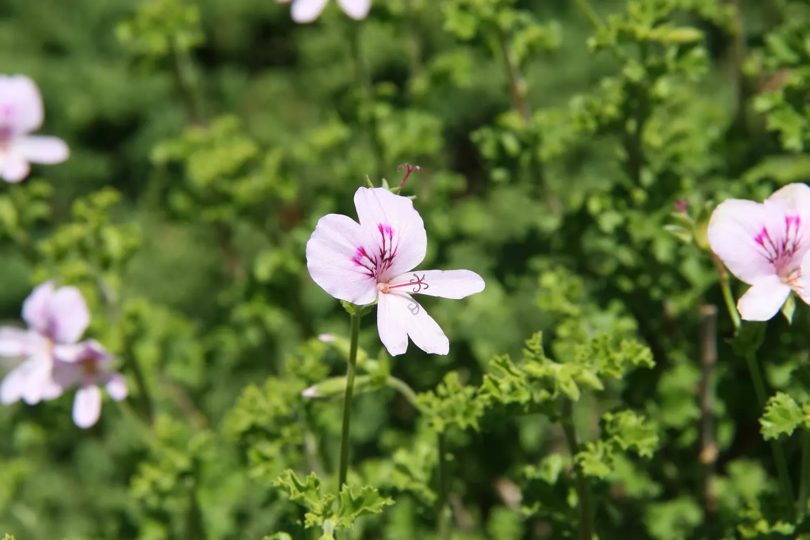 Scented Geranium (Pelargonium (Scented Types)) — <br><br>Scented Geraniums typically reach up to 24 to 36 inches in height and spread approximately, image 36