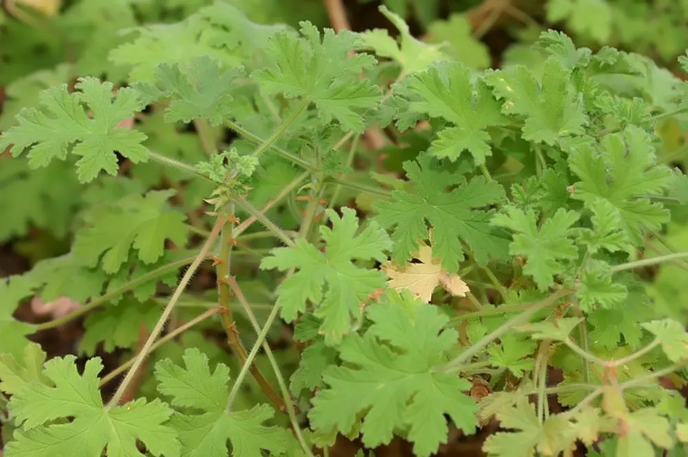 Scented Geranium (Pelargonium (Scented Types)) — their scented leaves offer a sensory delight; is an olfactory delight in any landscape design