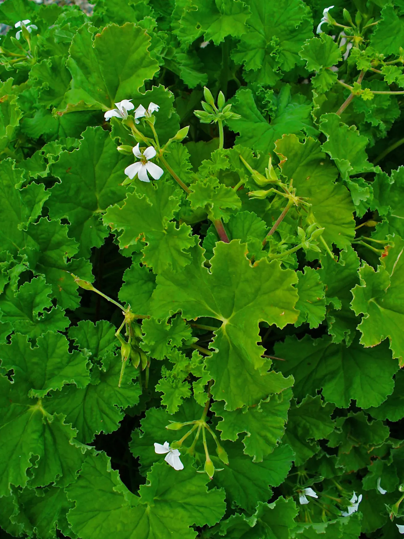 Scented Geranium (Pelargonium (Scented Types)) — which varies in scent depending on the cultivar; lobed leaves and delicate blooms ranging in color from white