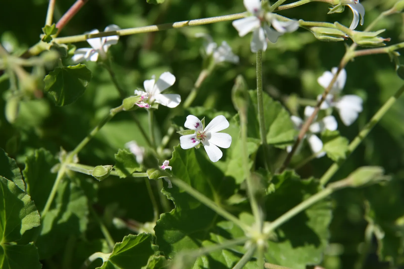 Scented Geranium (Pelargonium (Scented Types)) — encompassing notes ranging from rose to lemon