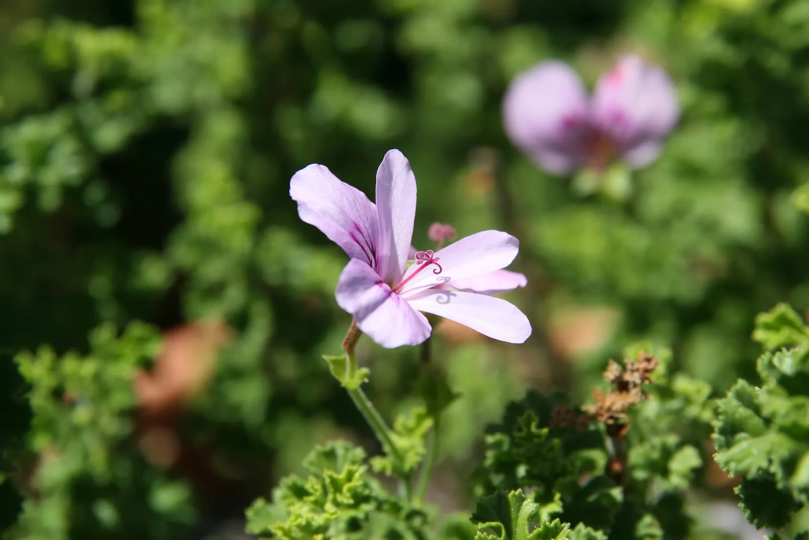 Scented Geranium (Pelargonium (Scented Types)) — including bees and butterflies; regular watering is recommended