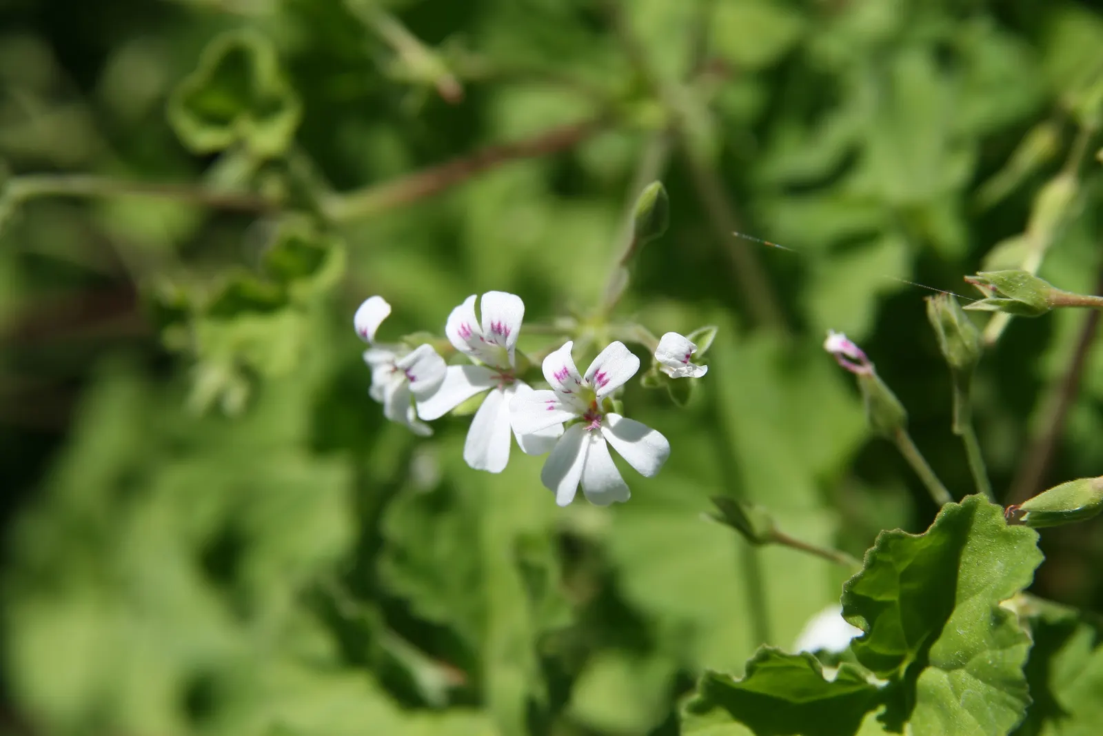 Scented Geranium (Pelargonium (Scented Types)) — more commonly known amongst garden enthusiasts as the Scented Geranium; pink and purple and red flowers in the