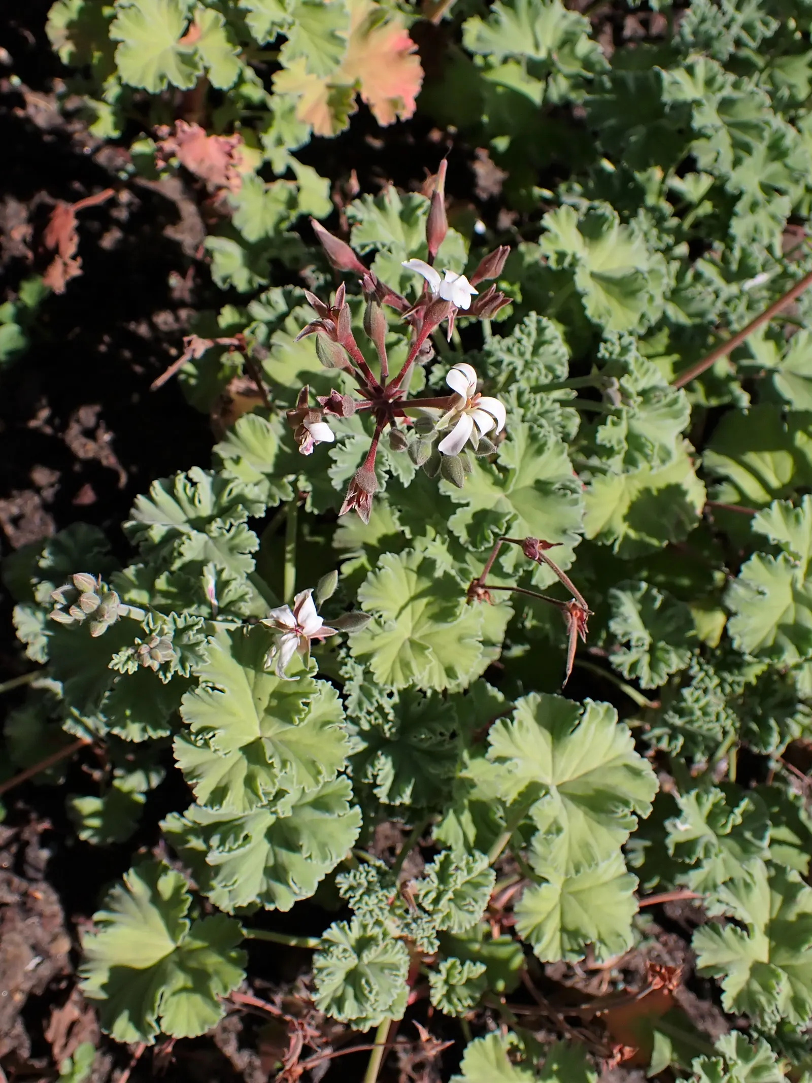 Scented Geranium (Pelargonium (Scented Types)) — Ideal for container planting or borders; scented Geraniums (Pelargonium spp.), aromatic, image 52