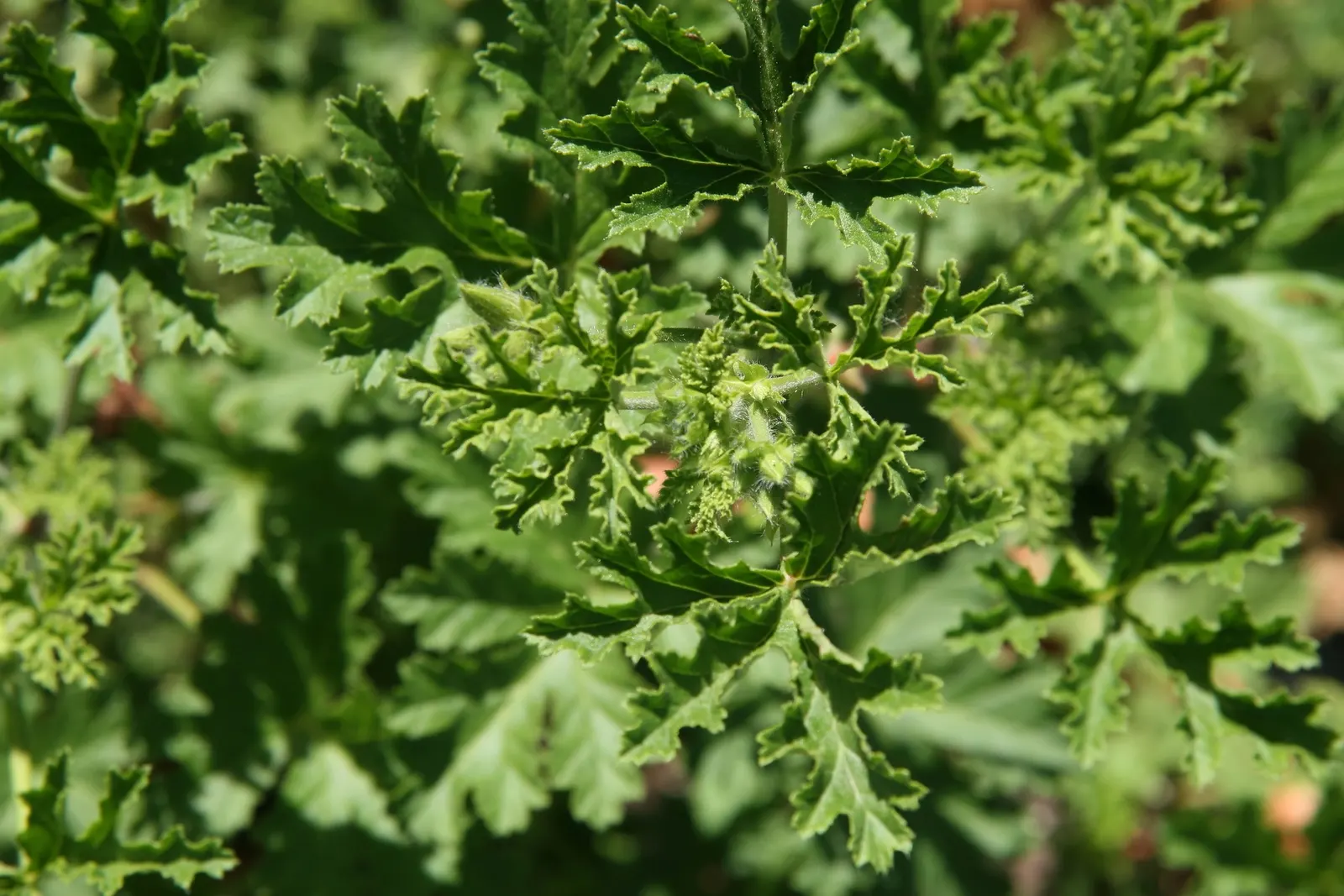 Scented Geranium (Pelargonium (Scented Types)) — more commonly known amongst garden enthusiasts as the Scented Geranium