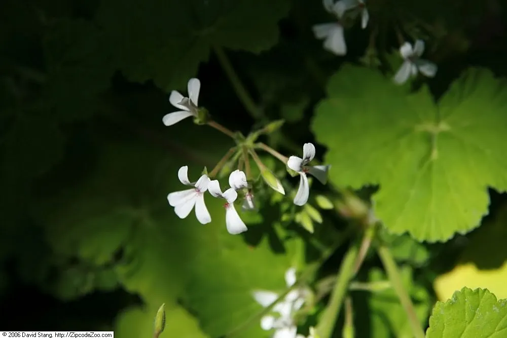 Scented Geranium (Pelargonium (Scented Types)) — is an olfactory delight in any landscape design