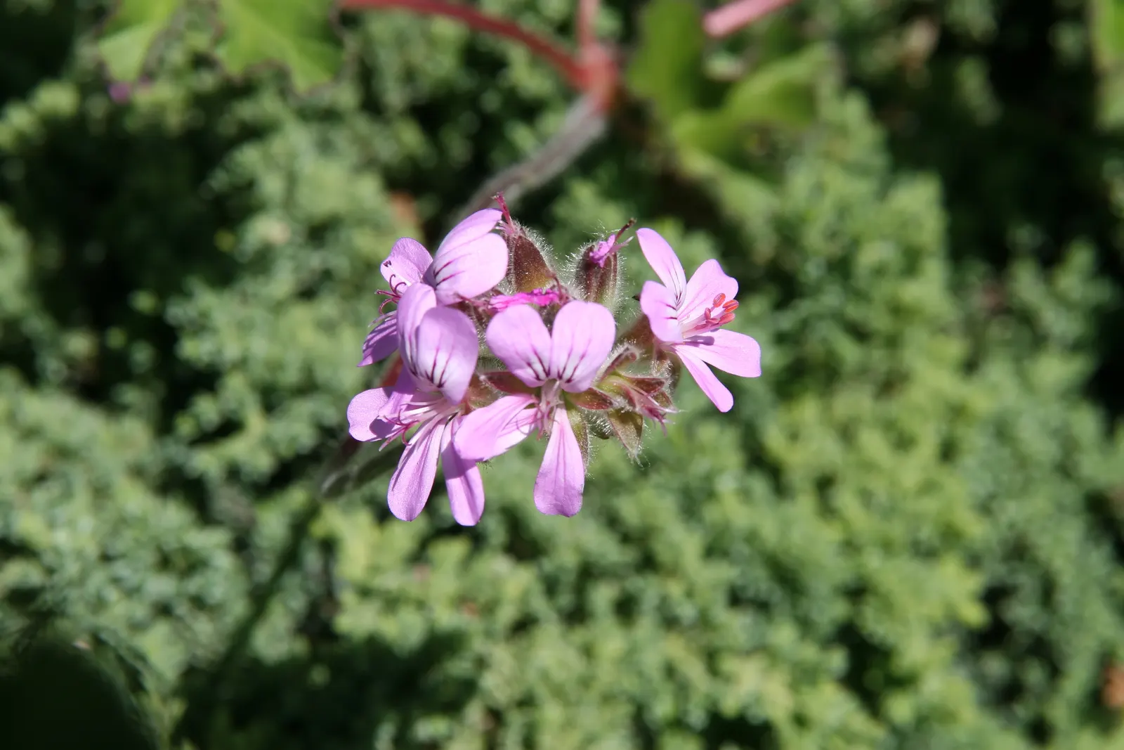 Scented Geranium (Pelargonium (Scented Types)) — including bees and butterflies