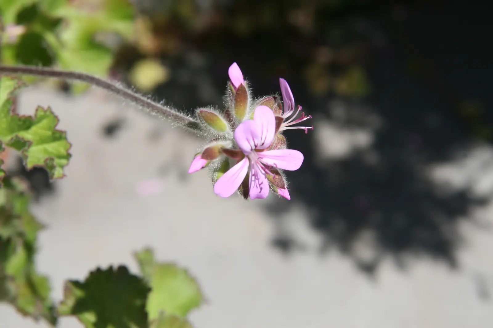Scented Geranium (Pelargonium (Scented Types)) — and prefer well-drained soil with a slightly acidic to neutral pH