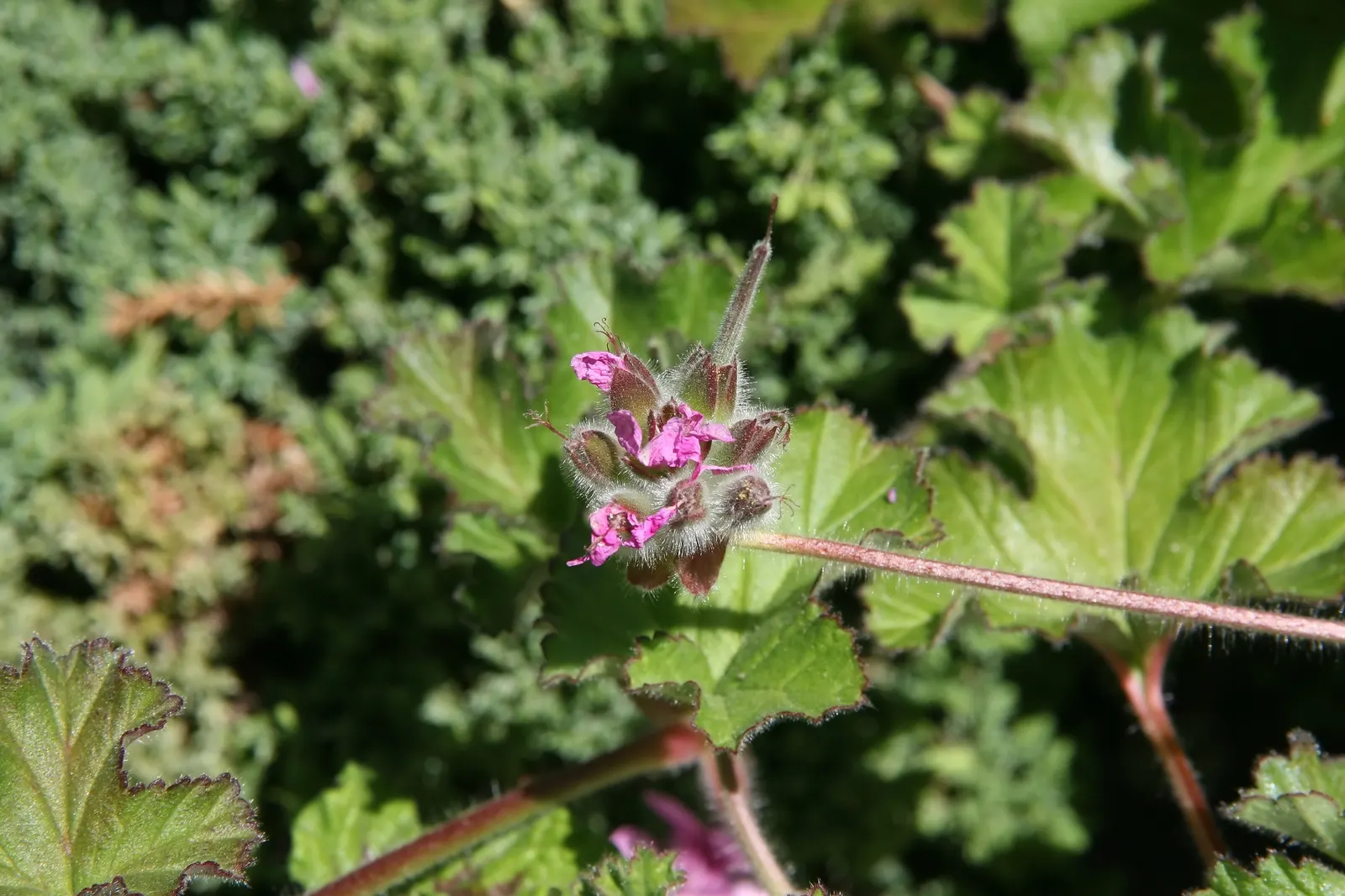 Scented Geranium (Pelargonium (Scented Types)) — perennial with pink and purple and red blooms