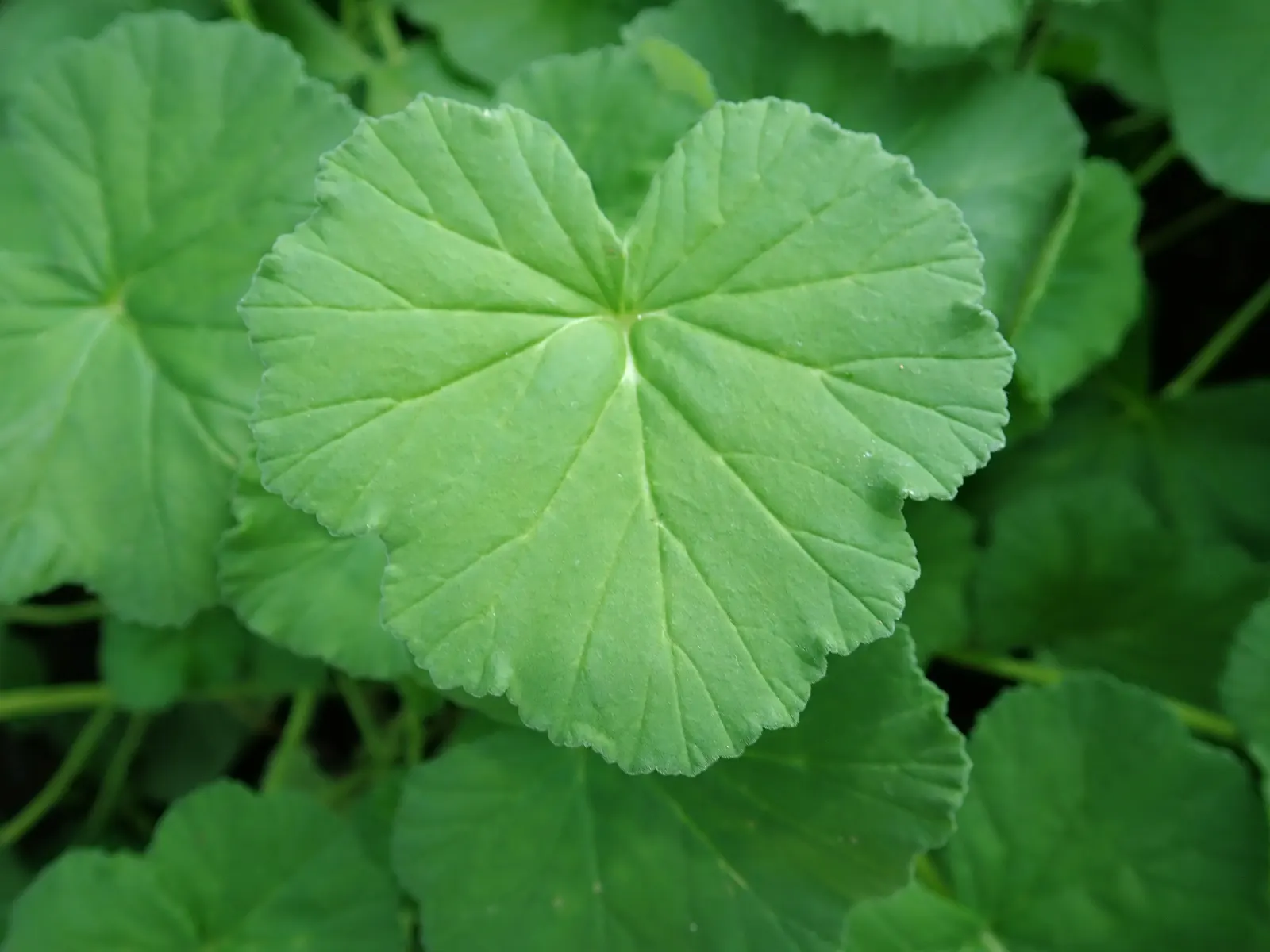 Scented Geranium (Pelargonium (Scented Types)) — Hardy in zones 10-11, they require full sun to part shade and well-draining soil