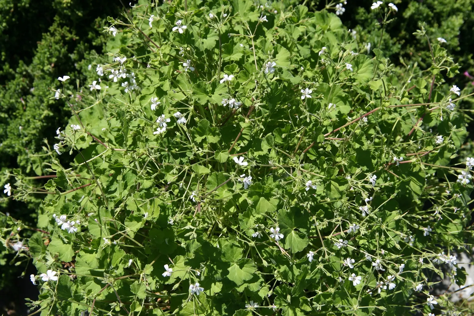 Scented Geranium (Pelargonium (Scented Types)) — lobed leaves and delicate blooms ranging in color from white to pink and purple