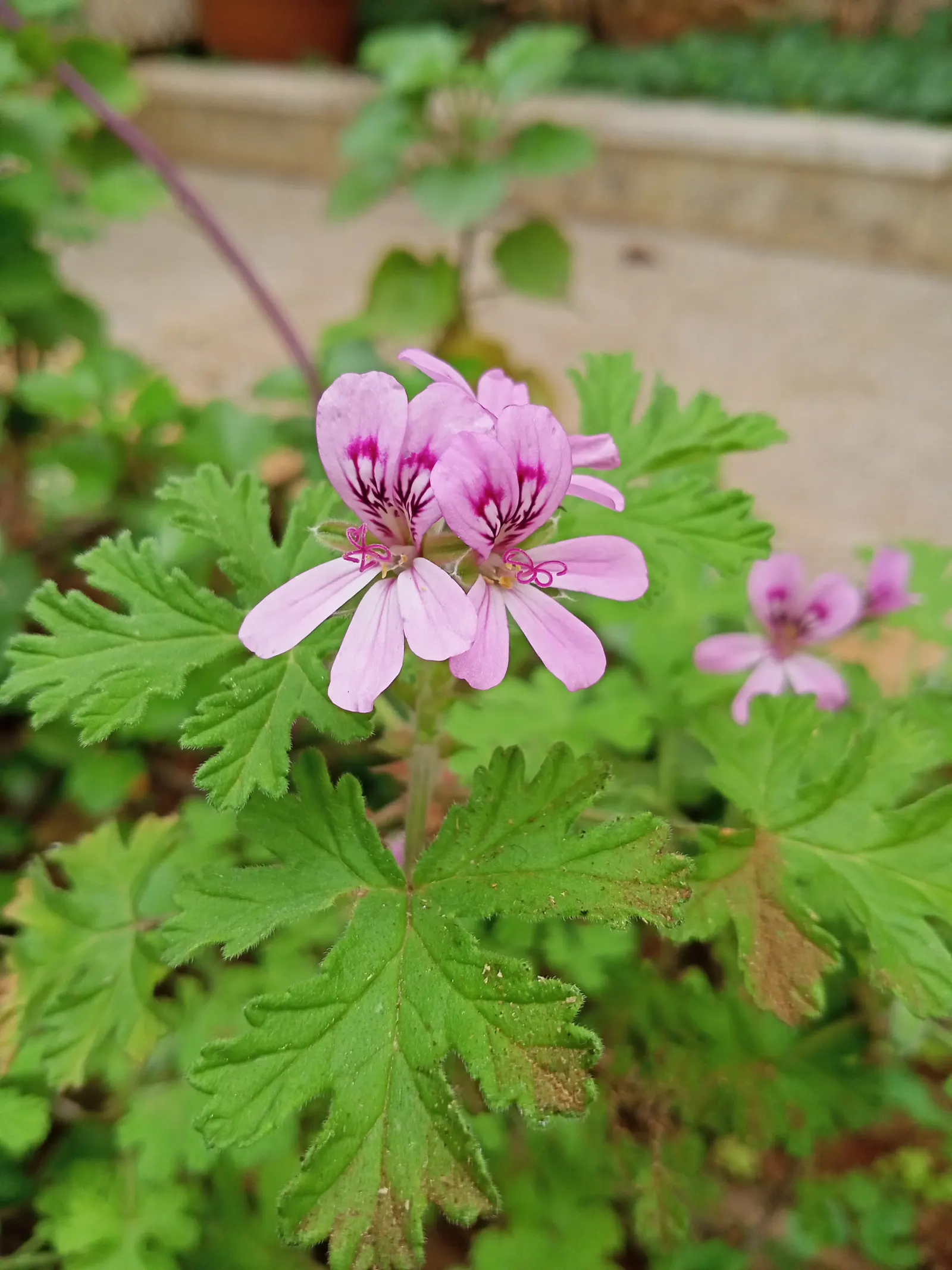 Scented Geranium (Pelargonium (Scented Types)) — Scented Geraniums (Pelargonium spp.), aromatic perennials, flaunt a bouquet of fragrances from citrus to spice
