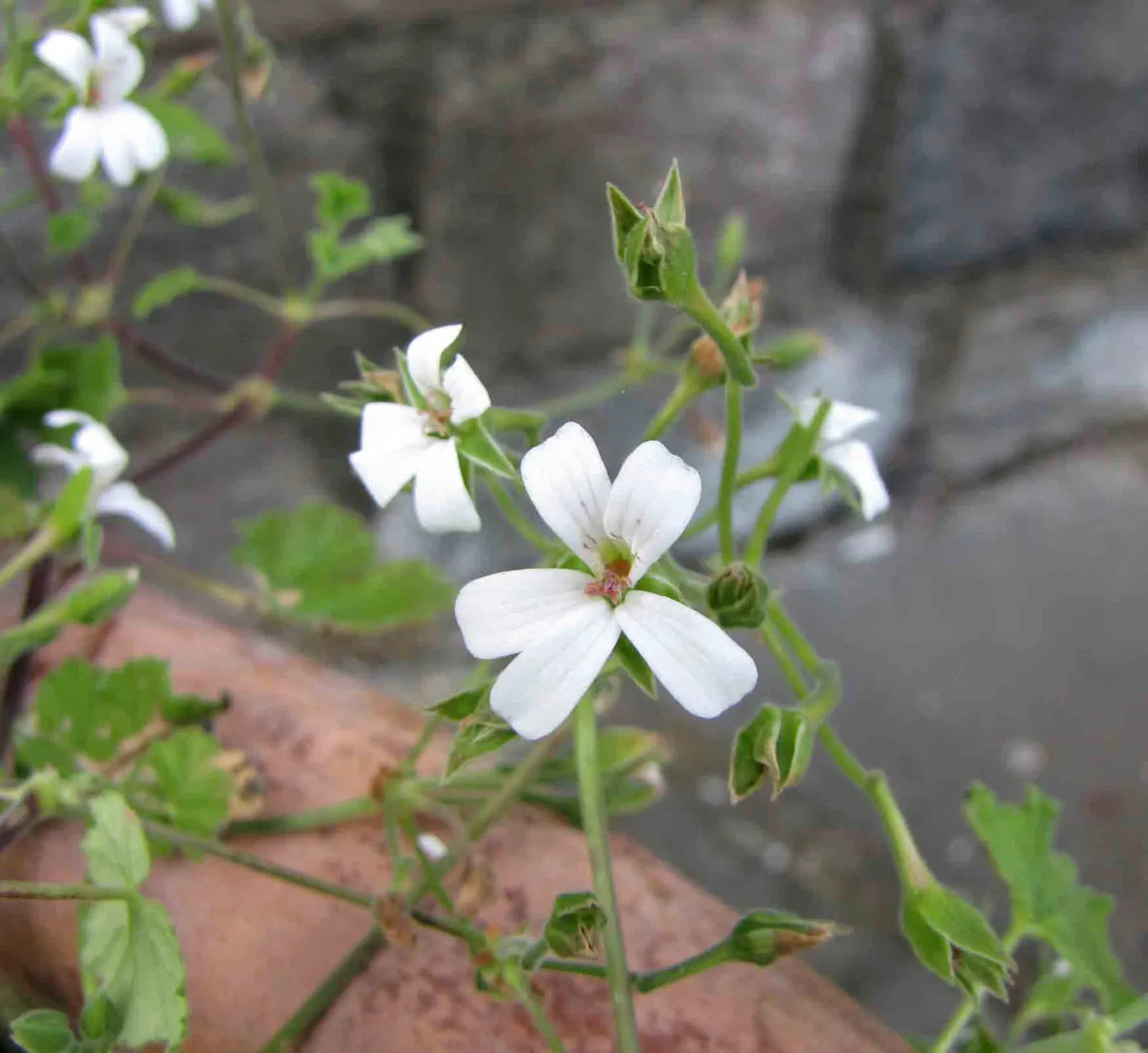 Scented Geranium (Pelargonium (Scented Types)) — <br><br>Scented Geraniums typically reach up to 24 to 36 inches in height and spread approximately the same