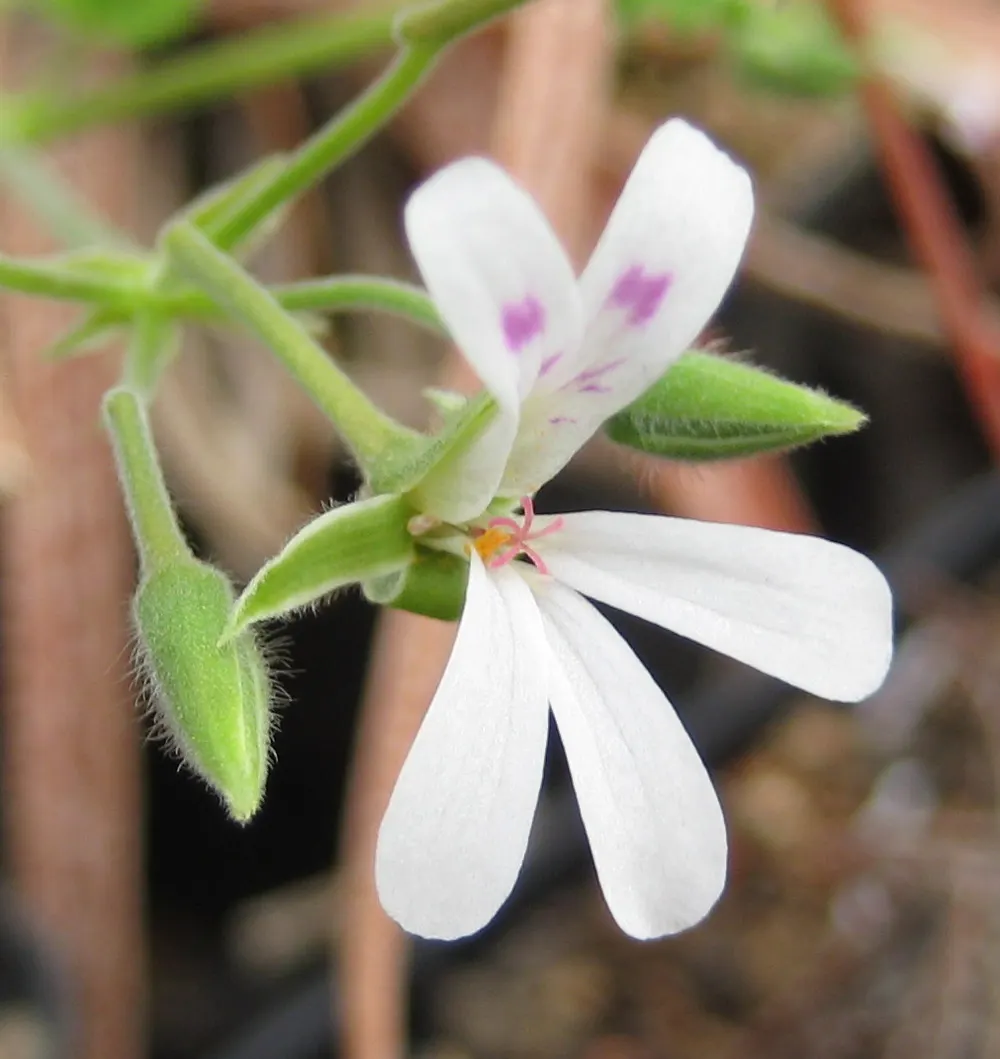 Scented Geranium (Pelargonium (Scented Types)) — Hardy in zones 10-11, they require full sun to part shade and well-draining soil; though the, image 51