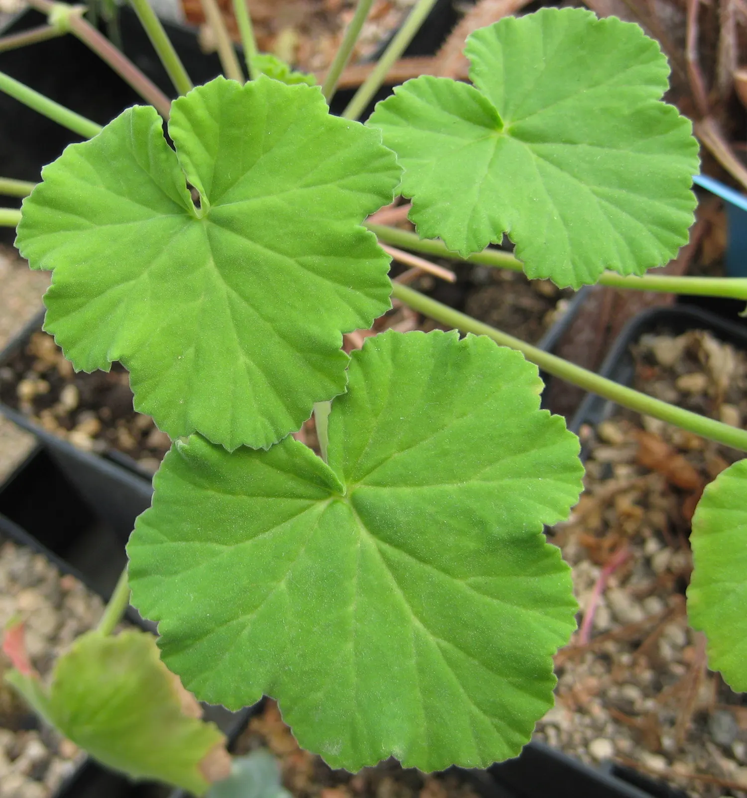 Scented Geranium (Pelargonium (Scented Types)) — Hardy in zones 10-11, they require full sun to part shade and well-draining soil; though the plants are