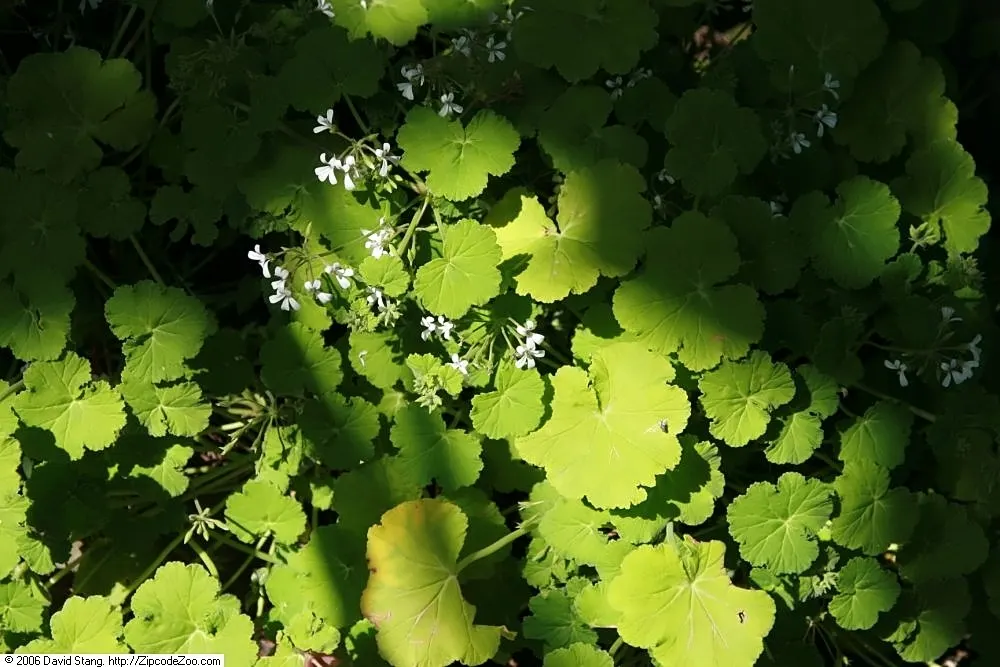 Scented Geranium (Pelargonium (Scented Types)) — thriving best in full sunlight for at least six hours a day