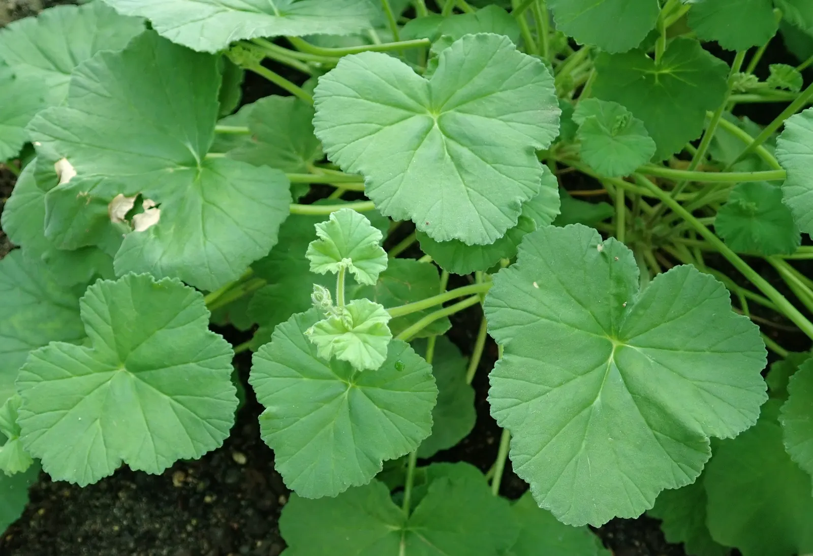 Scented Geranium (Pelargonium (Scented Types)) — Scented Geraniums (Pelargonium spp.), aromatic perennials, flaunt a bouquet of fragrances from, image 49