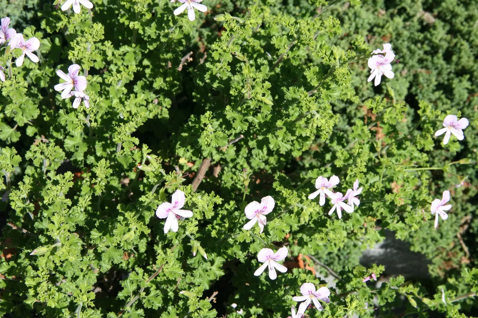 Scented Geranium (Pelargonium (Scented Types)) — regular watering is recommended; including bees and butterflies