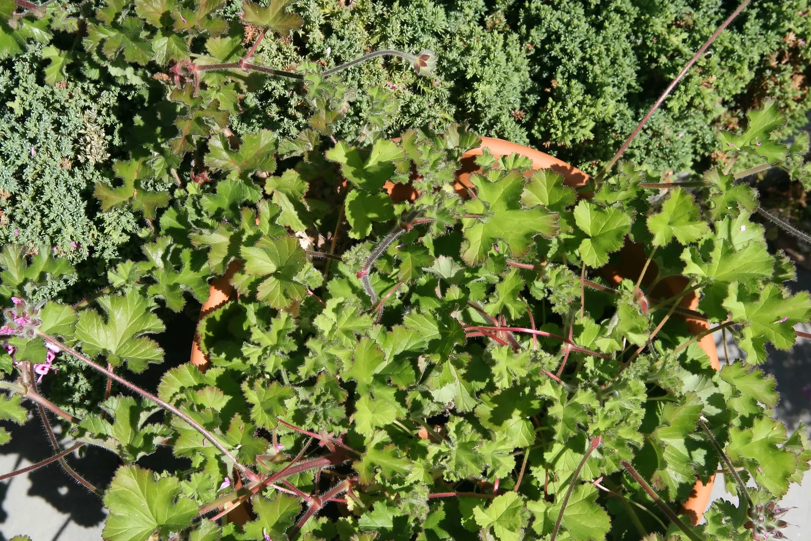 Scented Geranium (Pelargonium (Scented Types)) — Ideal for container planting or borders; scented Geraniums (Pelargonium spp.), aromatic perennials, flaunt a