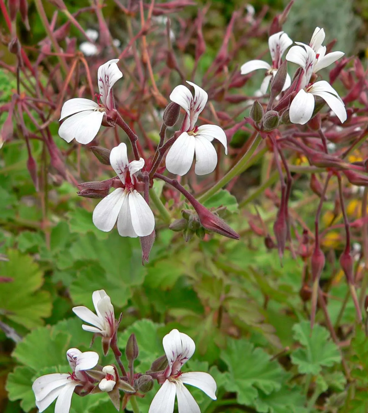 Scented Geranium (Pelargonium (Scented Types)) — though the plants are reasonably drought-tolerant once established; hardy in zones 10-11, they require full