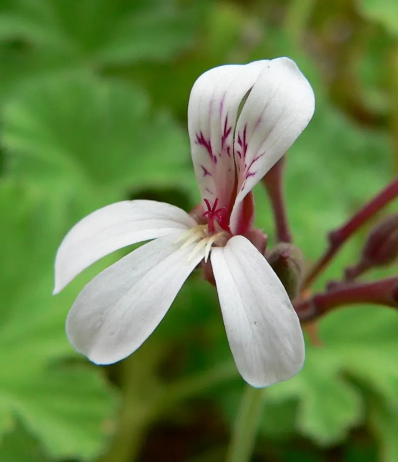 Scented Geranium (Pelargonium (Scented Types)) — thriving best in full sunlight for at least six hours a day; perennial with pink and purple and red blooms