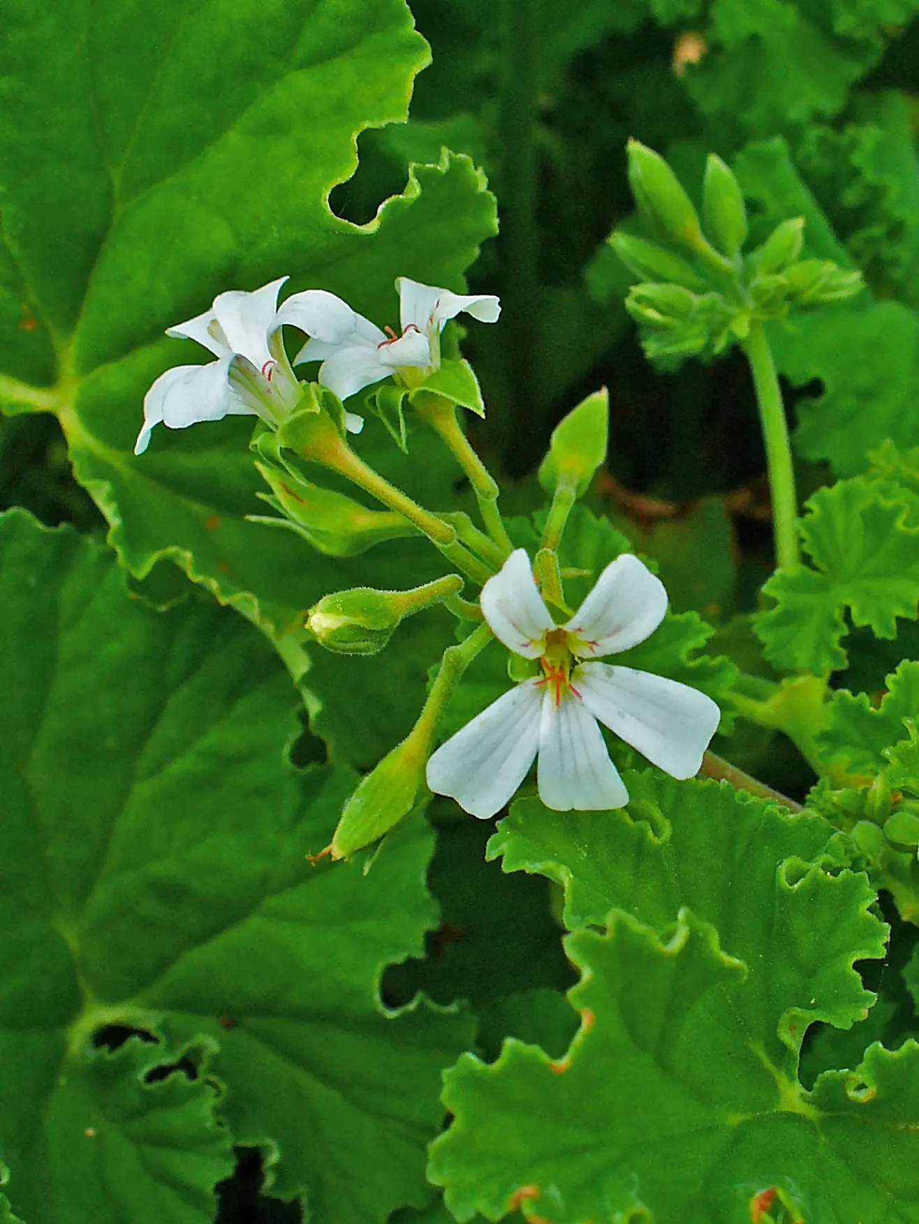Scented Geranium (Pelargonium (Scented Types)) — The Scented Geranium's compact size and appealing characteristics make it an integral addition to any garden