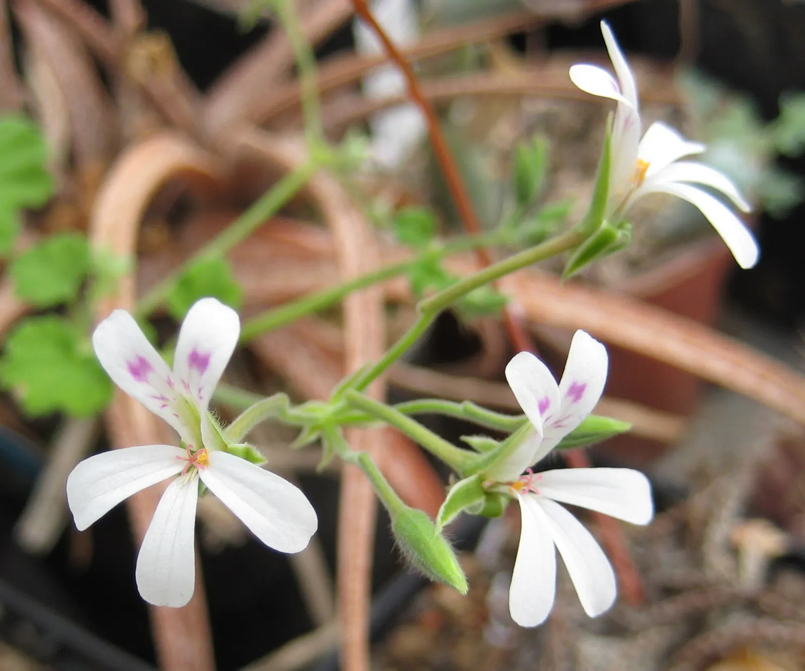 Scented Geranium (Pelargonium (Scented Types)) — lobed leaves and delicate blooms ranging in color from white to pink and purple; which varies in scent