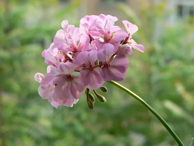 Scented Geranium (Pelargonium (Scented Types)) — This versatile plant hails from the Geraniaceae family and is celebrated for its fragrant foliage