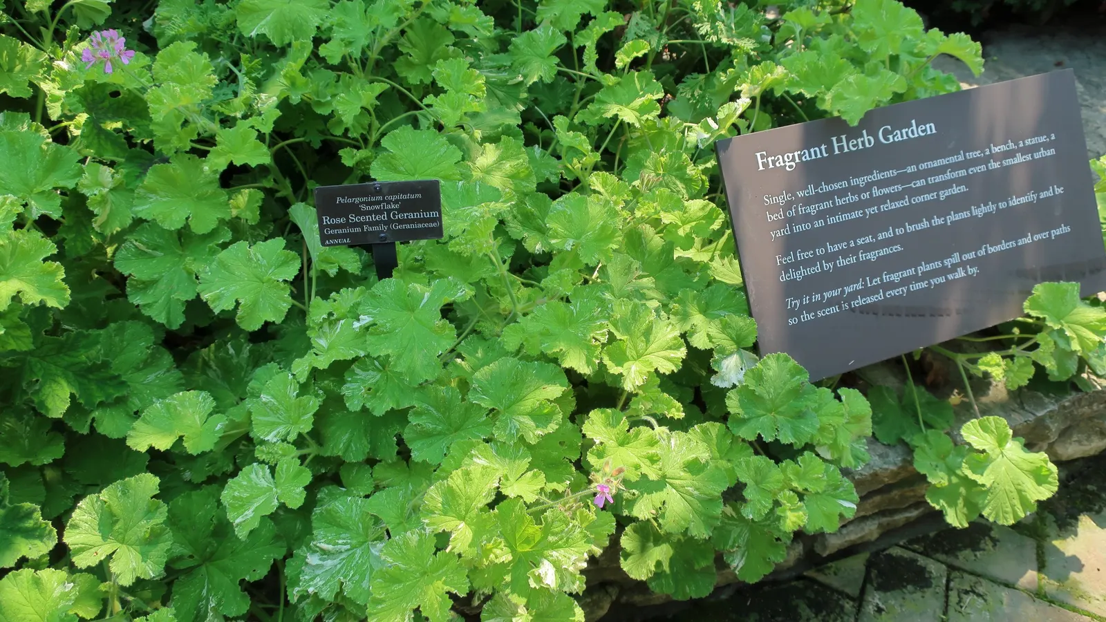 Scented Geranium (Pelargonium (Scented Types)) — Foliage shape varies, fostering textural interest in gardens up to 3 feet wide and 2 feet high, image 50
